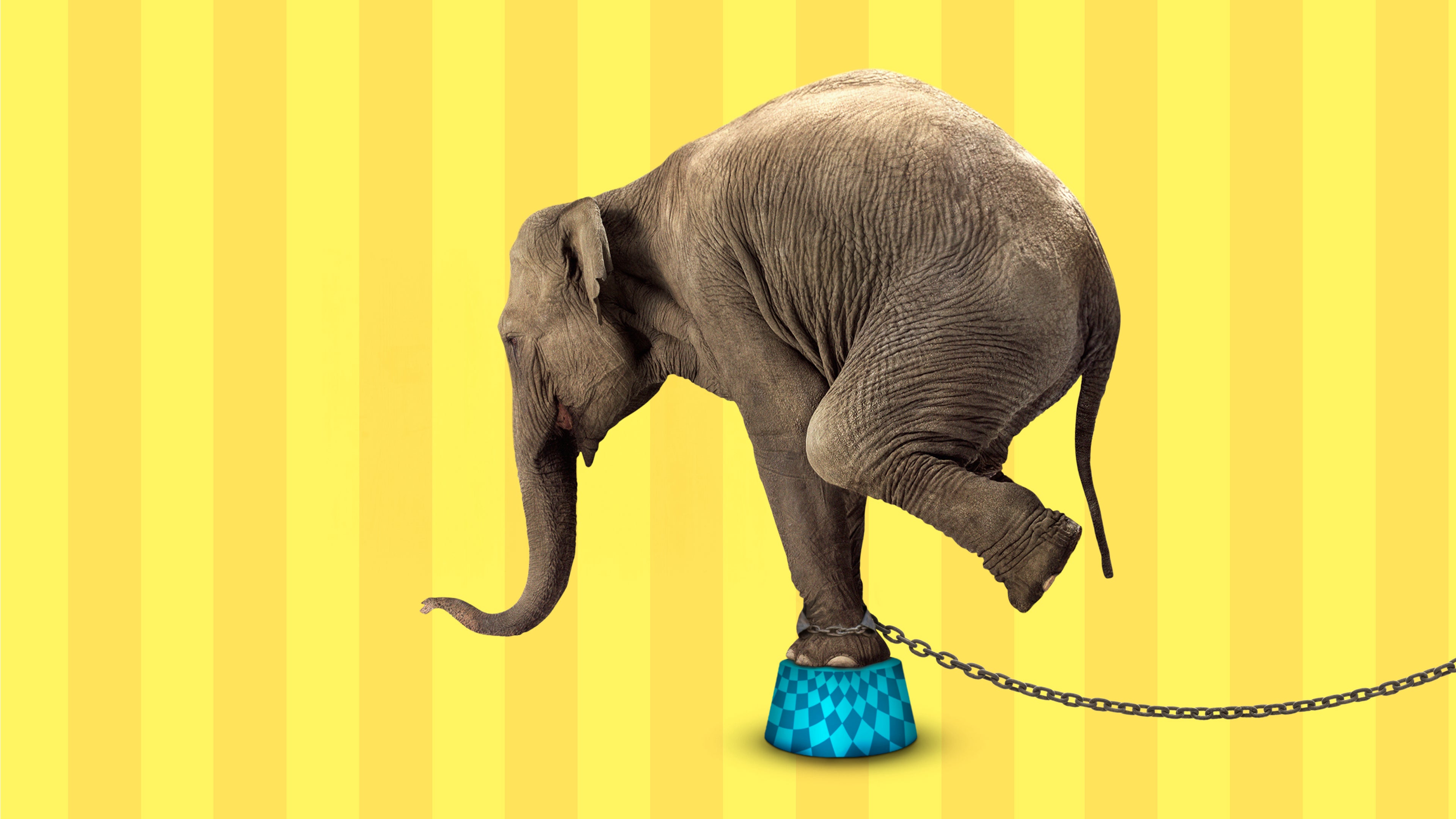 أن أبولوجي تو إيليفانتس