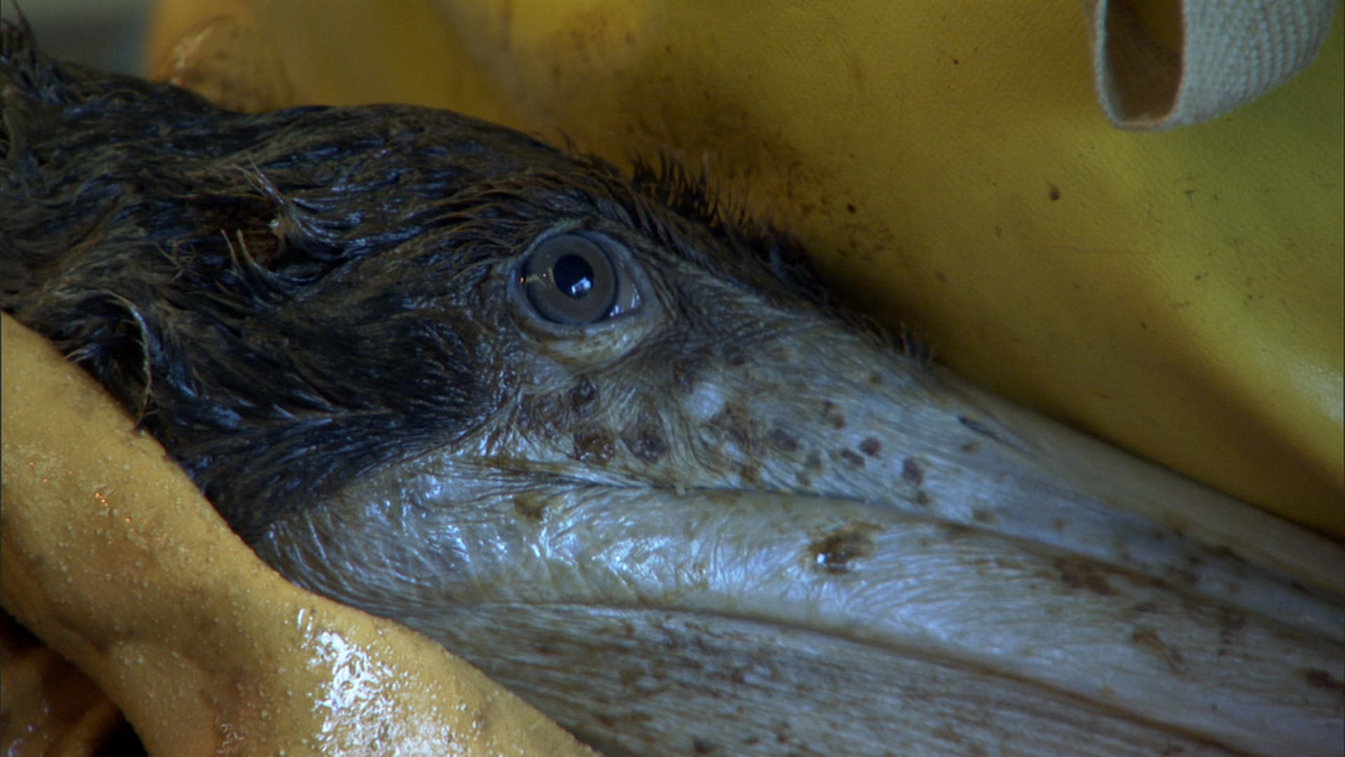 سايفنغ باليكان 895