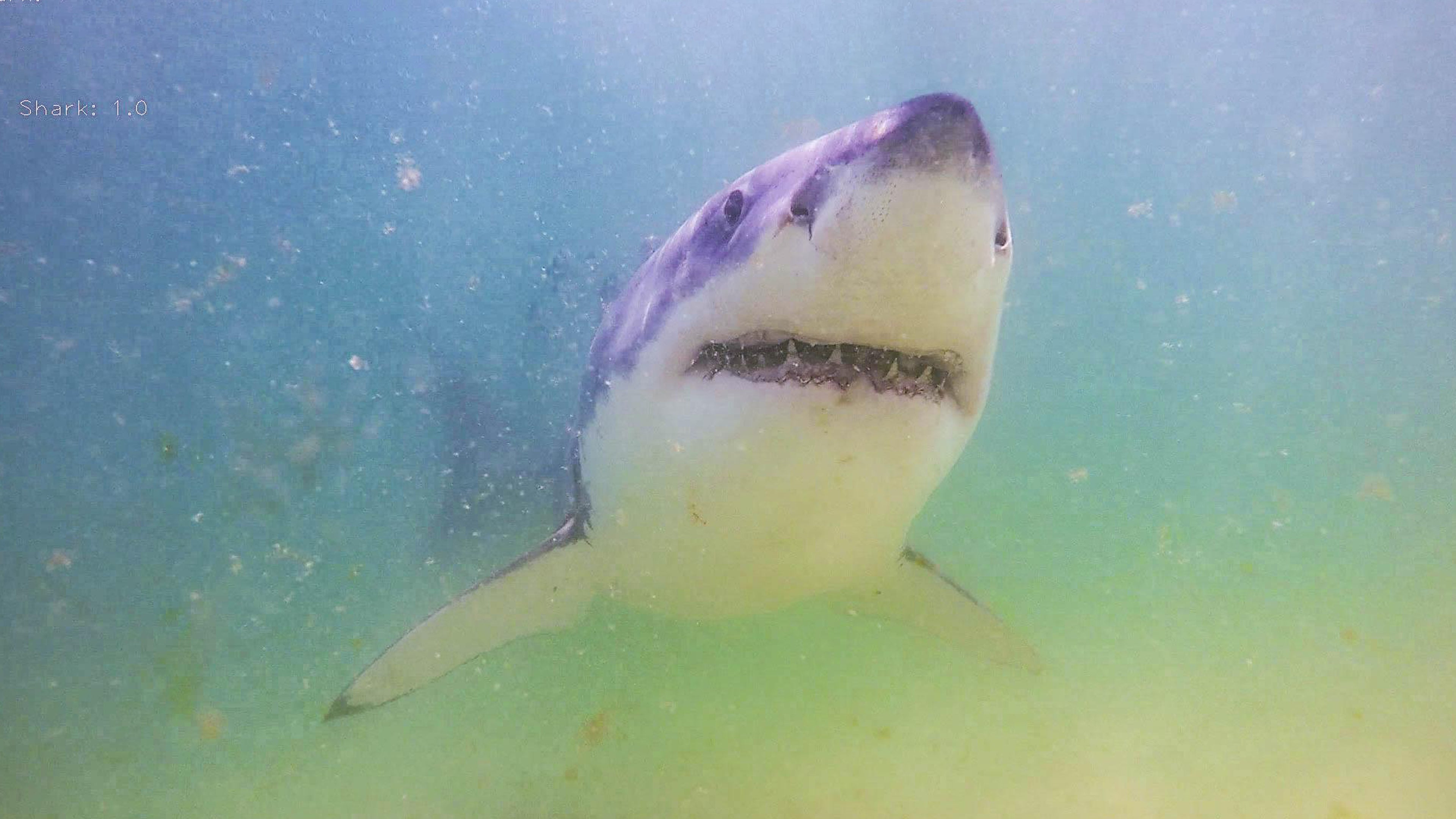 أفتر ذا بايت