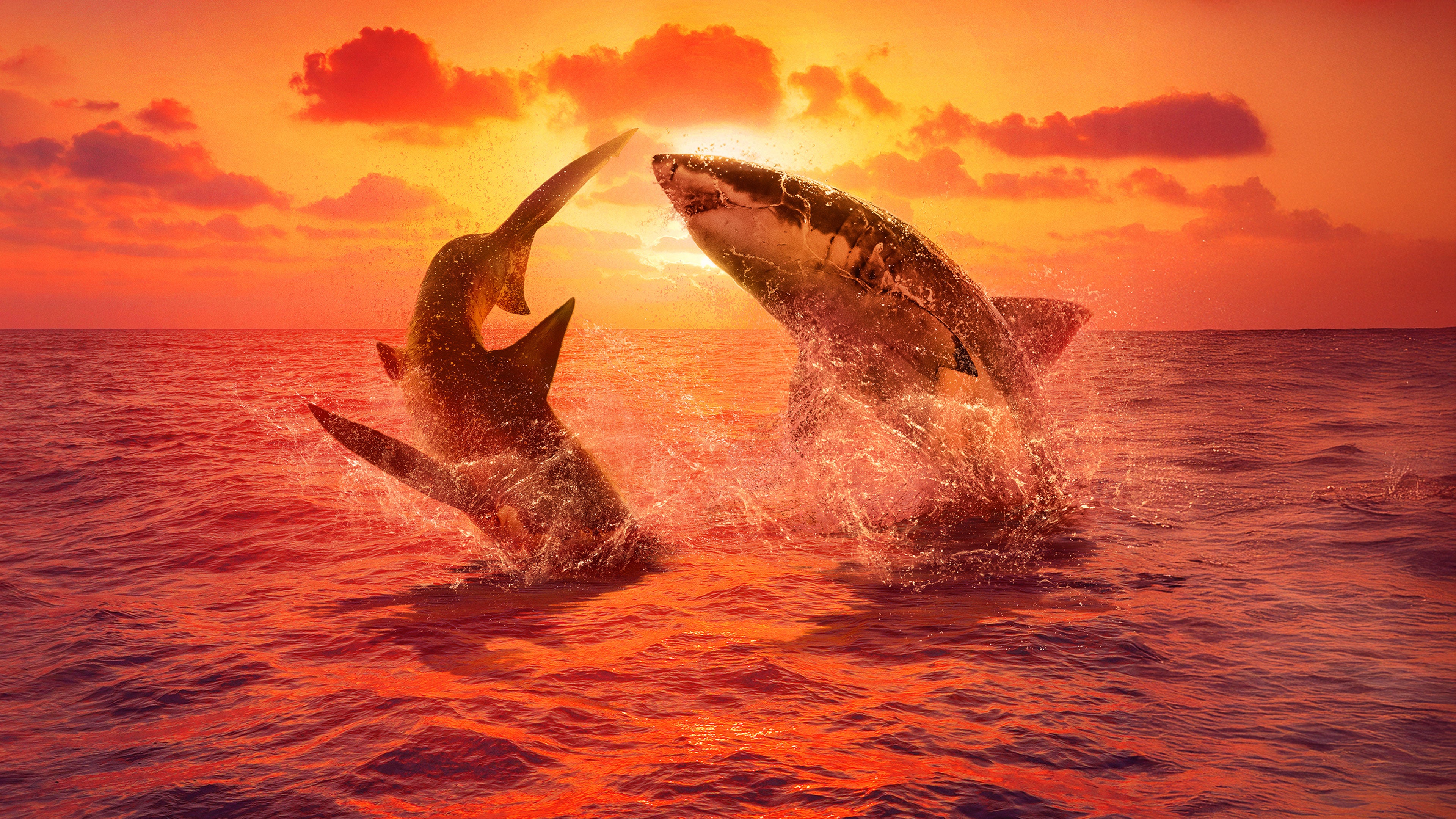 Great White Fight Club