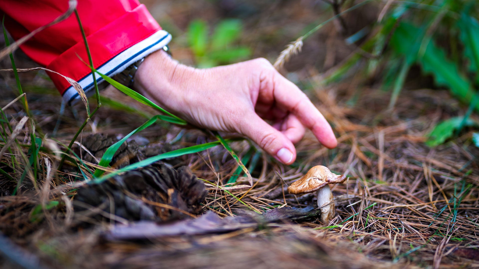 ميردر باي مشروم