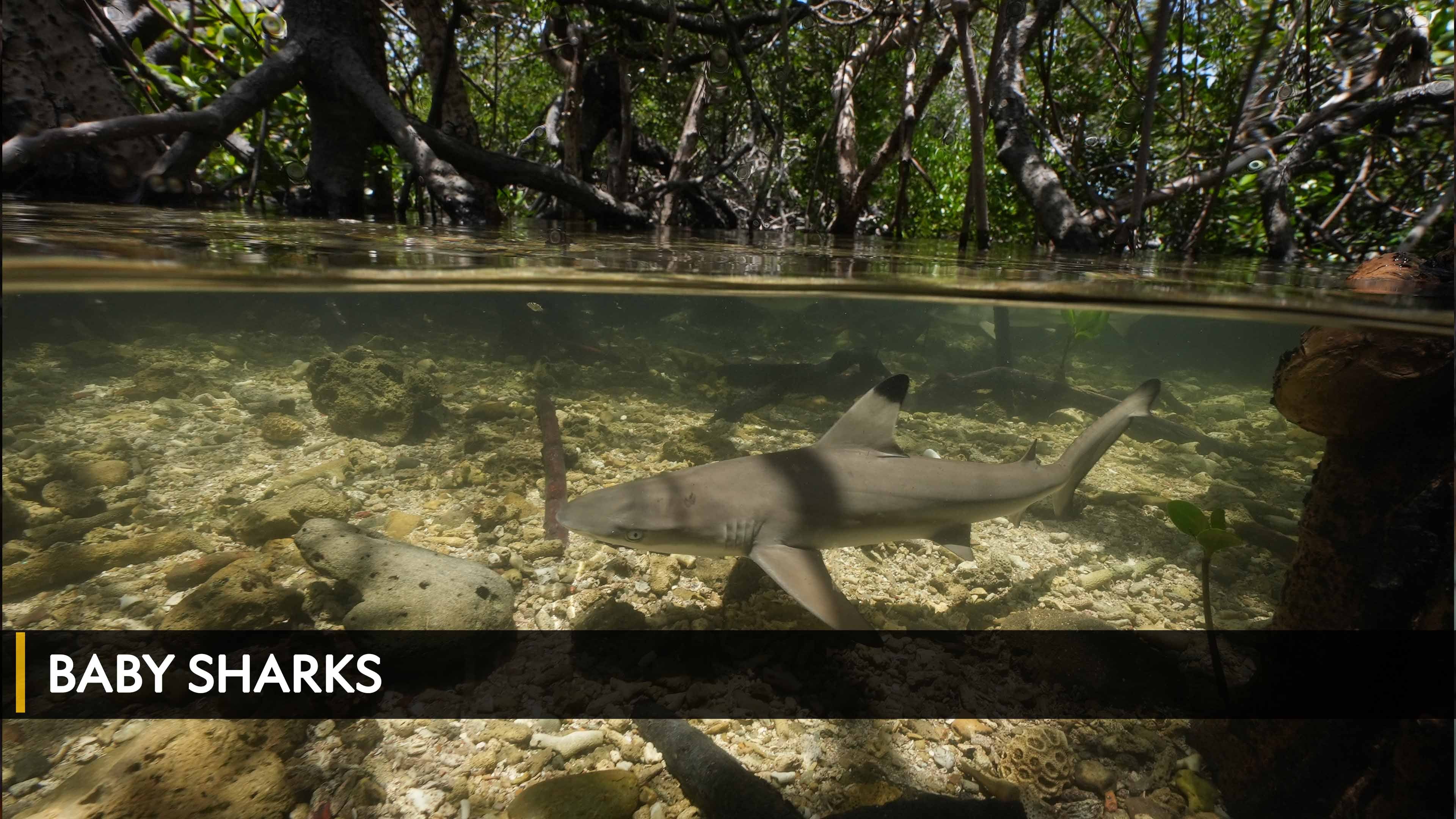 بيبي شاركس الموسم 1 الحلقة 1 بيبي شاركس