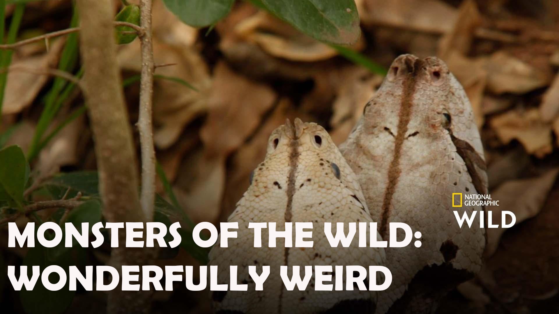 Monsters of the Wild: Creepy Crawlers