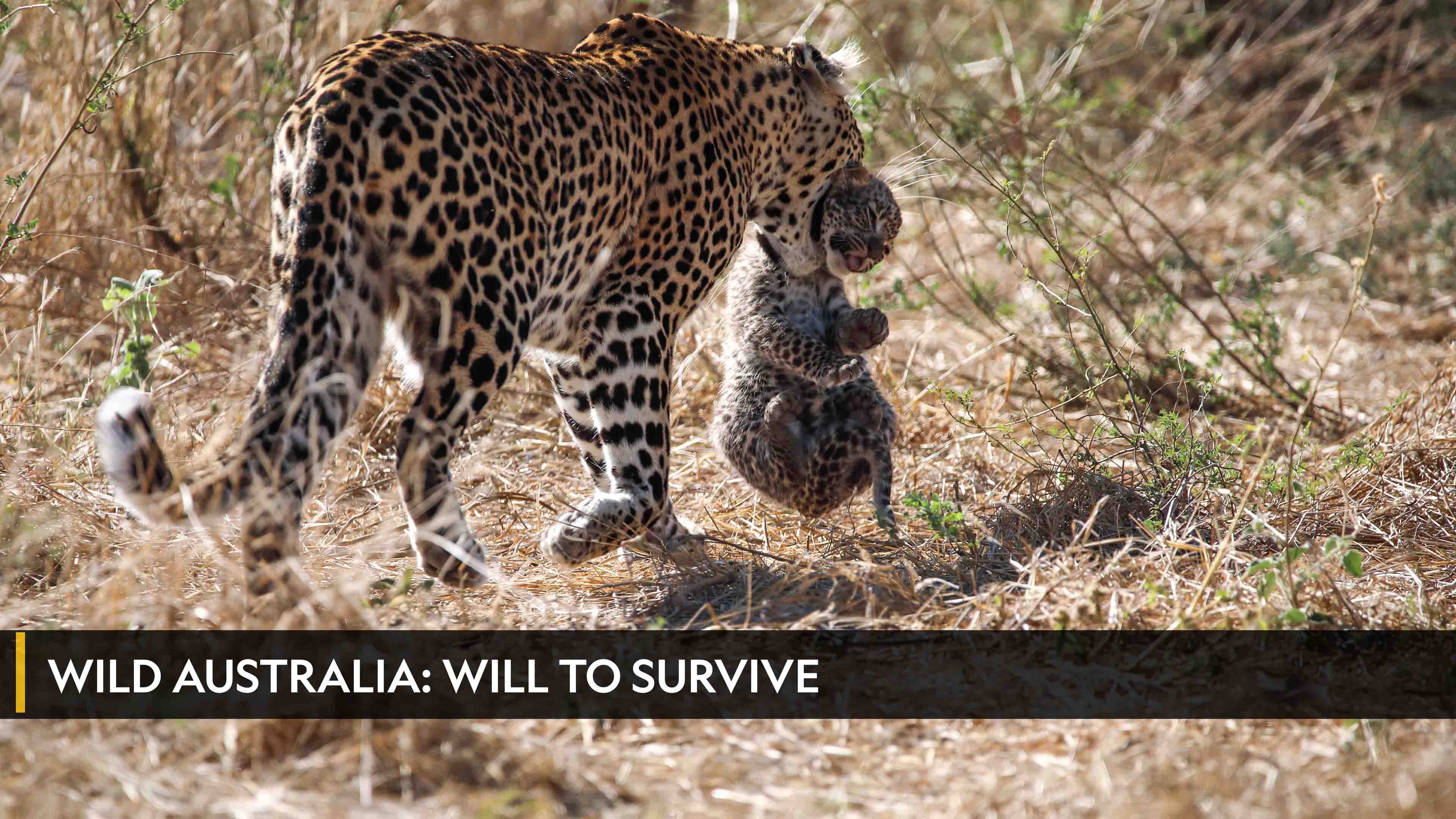 Wild Australia: Will To Survive