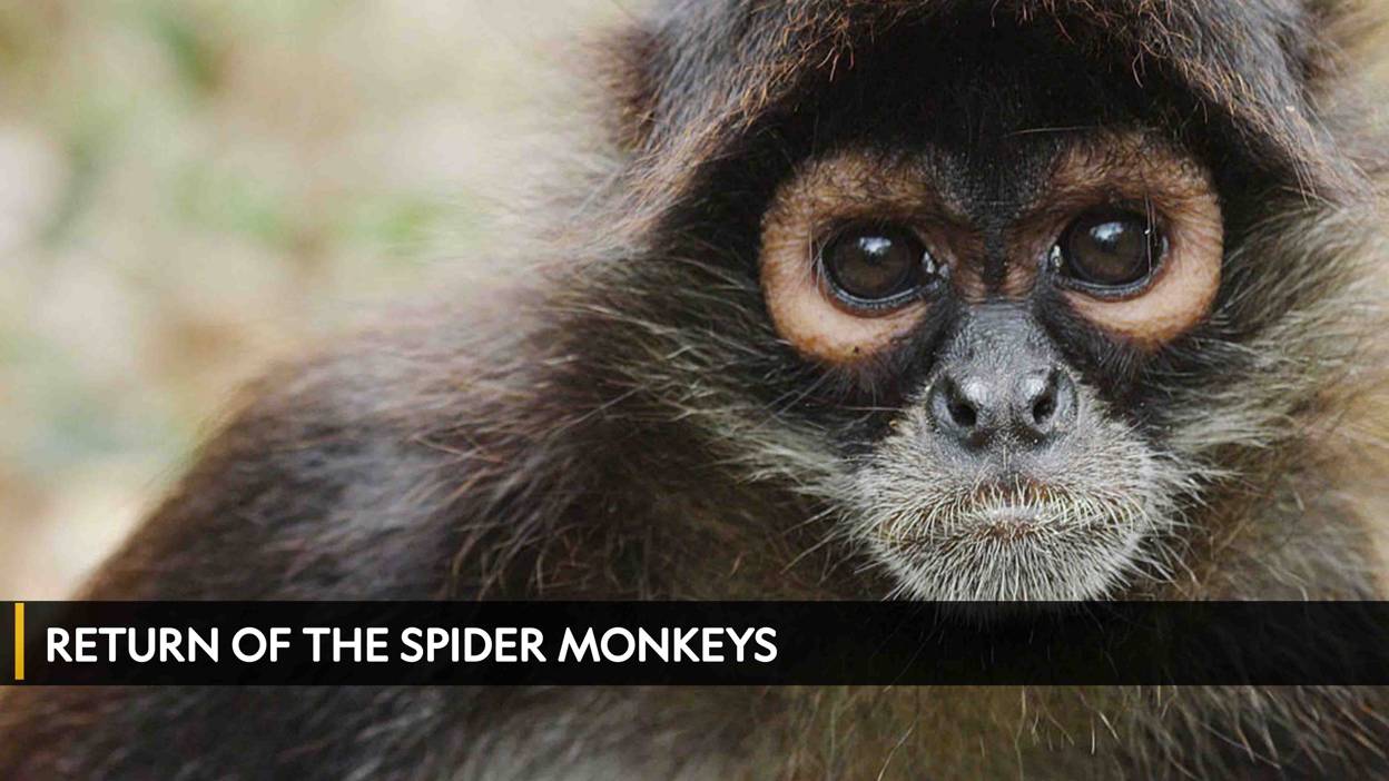 Return of The Spider Monkeys