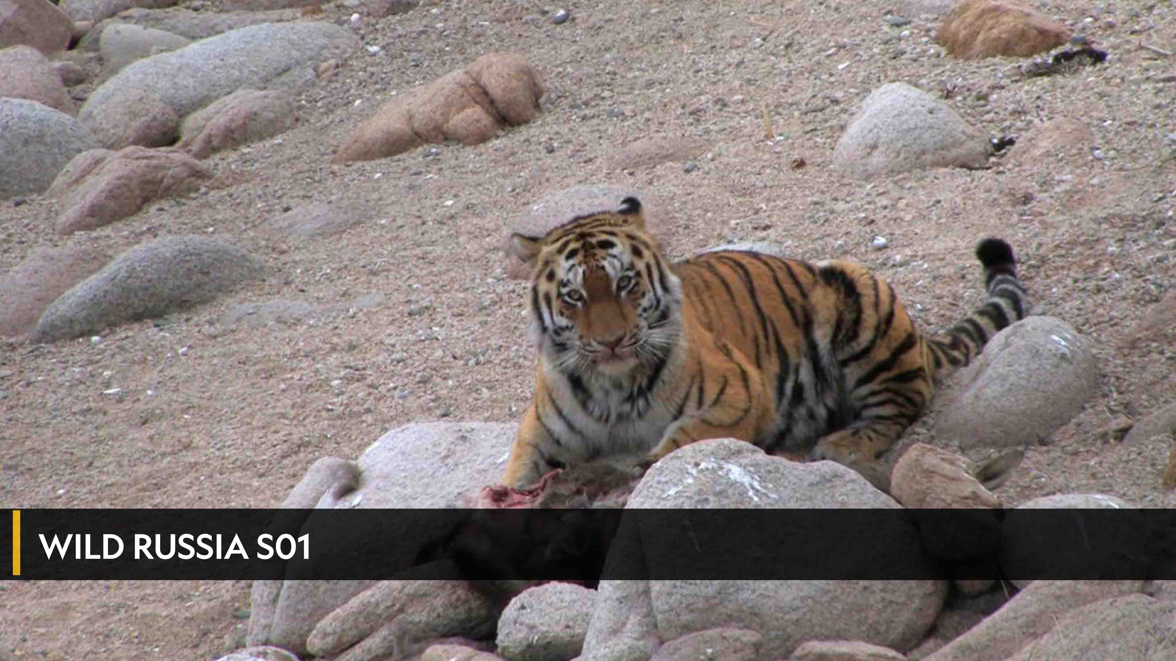 Wild Russia الموسم 1 الحلقة 1 Kamchatka: Ring of Fire