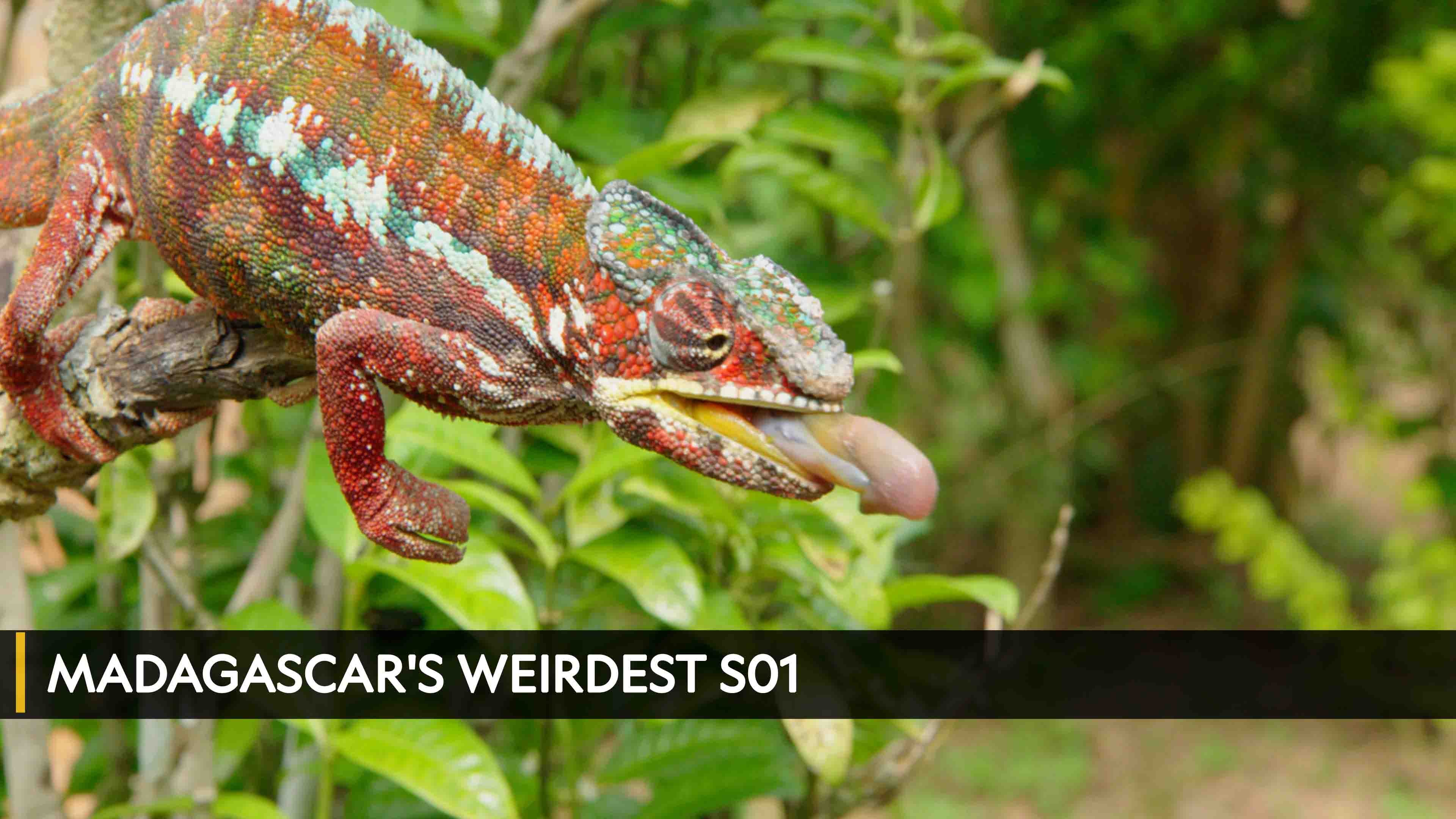 Madagascar's Weirdest Season 1 Episode 1 Jungle Masters