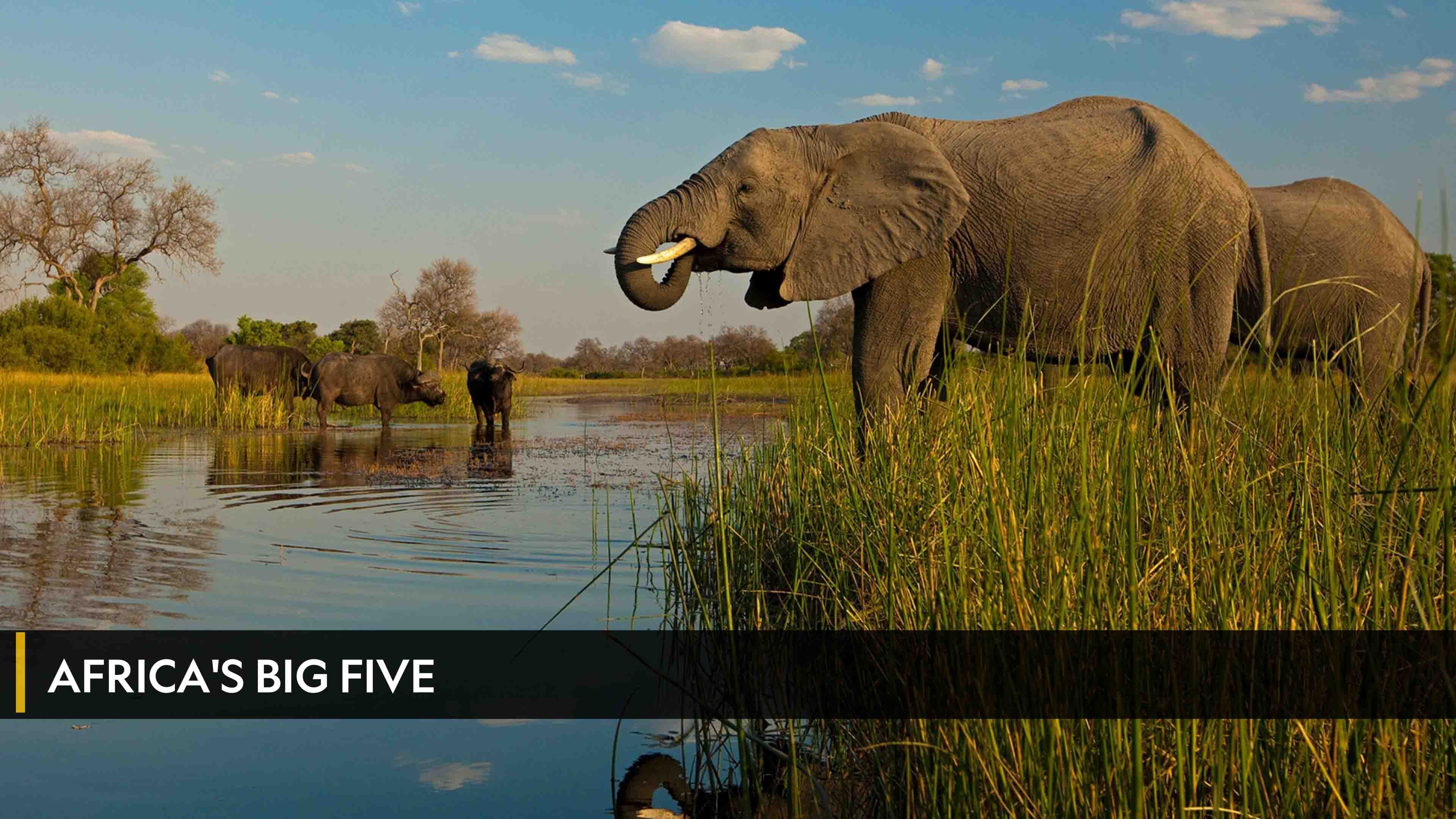 Africa's Big Five الموسم 1 الحلقة 1 Africa's Big Five