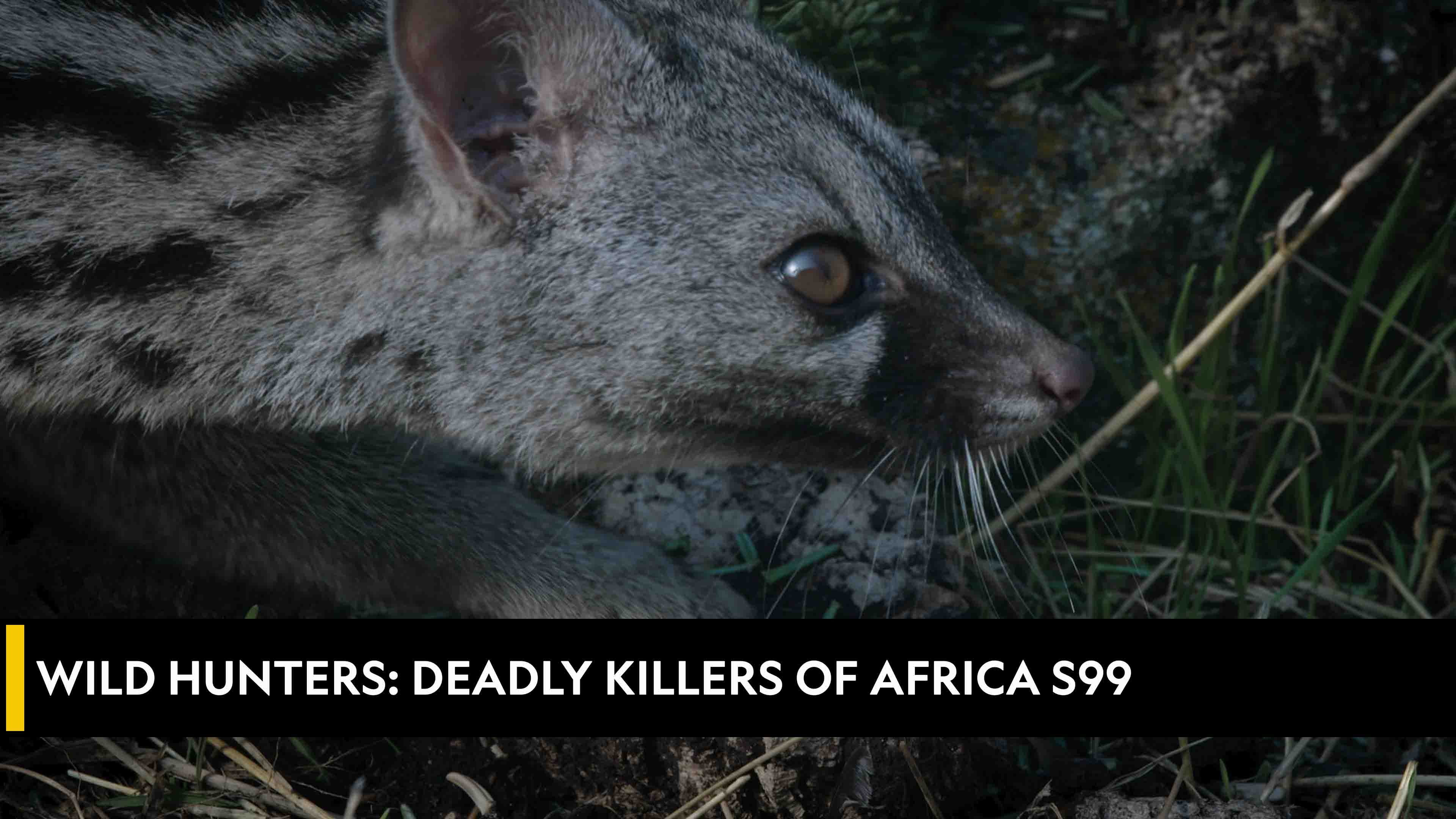 Wild Hunters: Deadly Killers of Africa