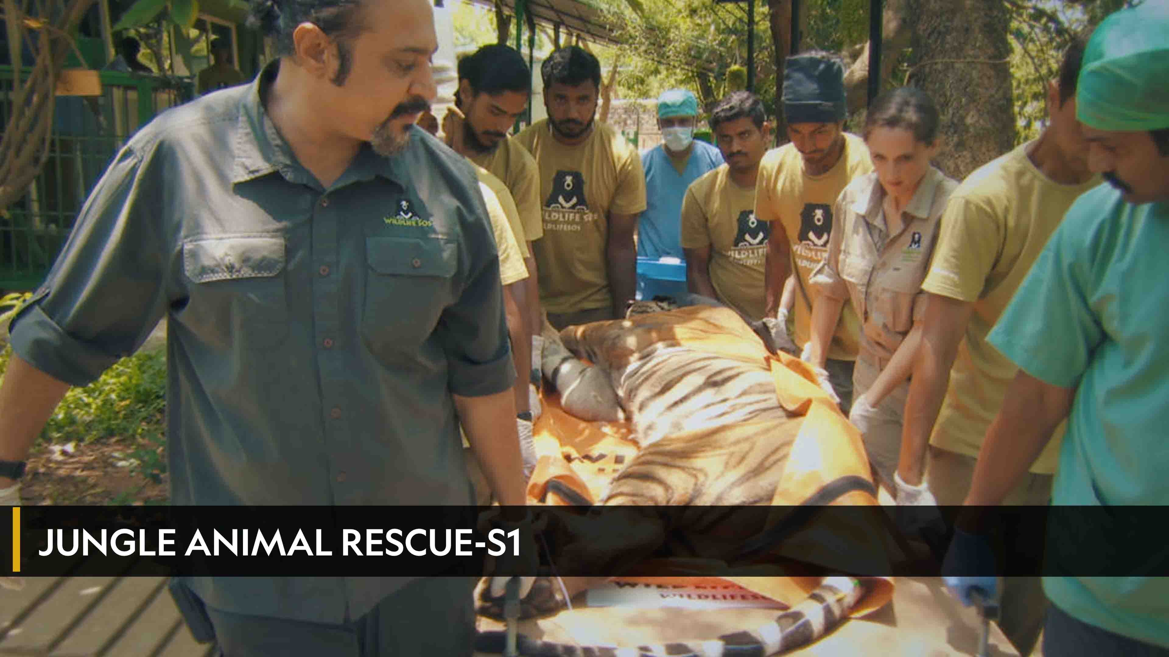 Jungle Animal Rescue