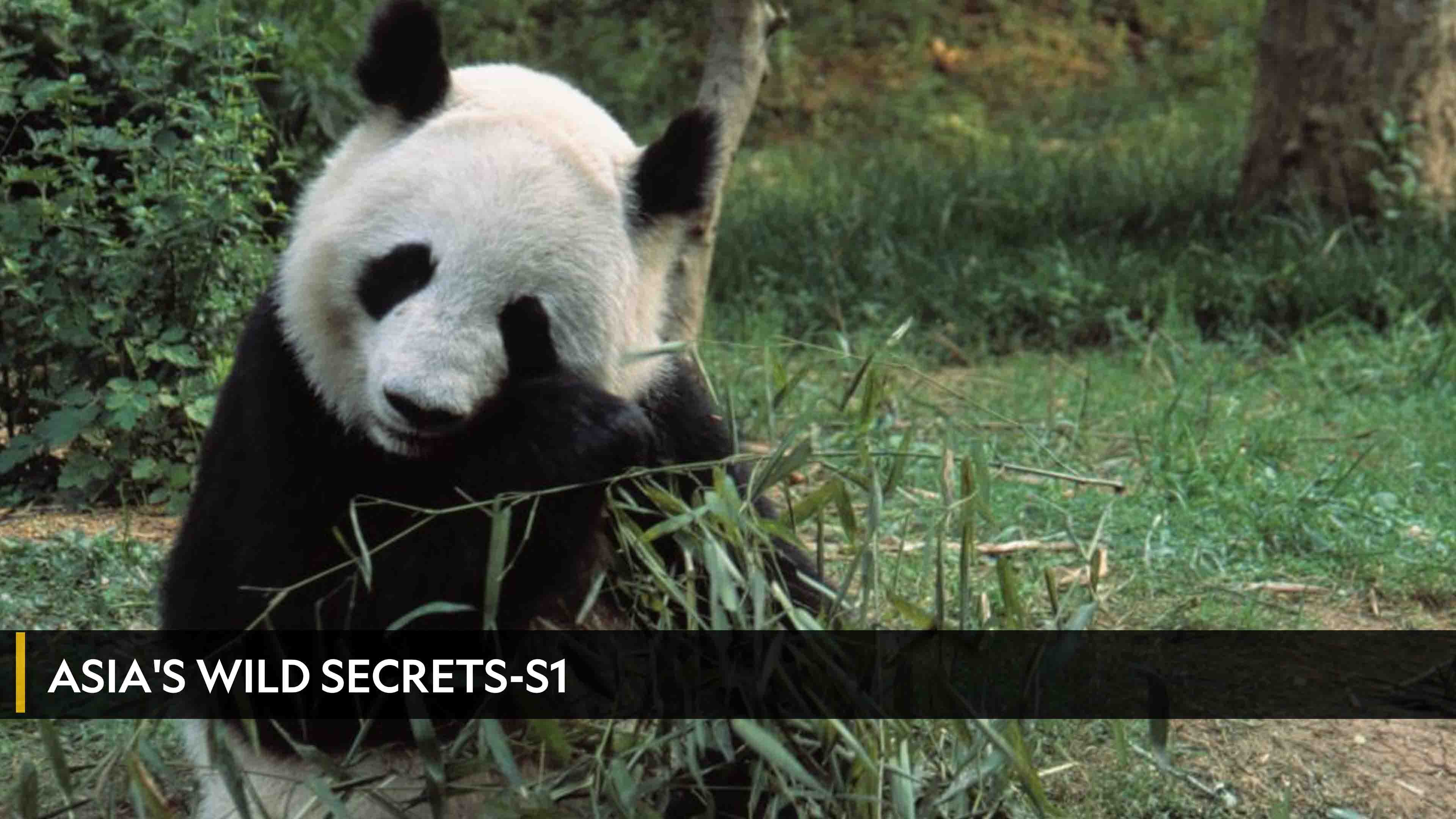 Asia's Wild Secrets