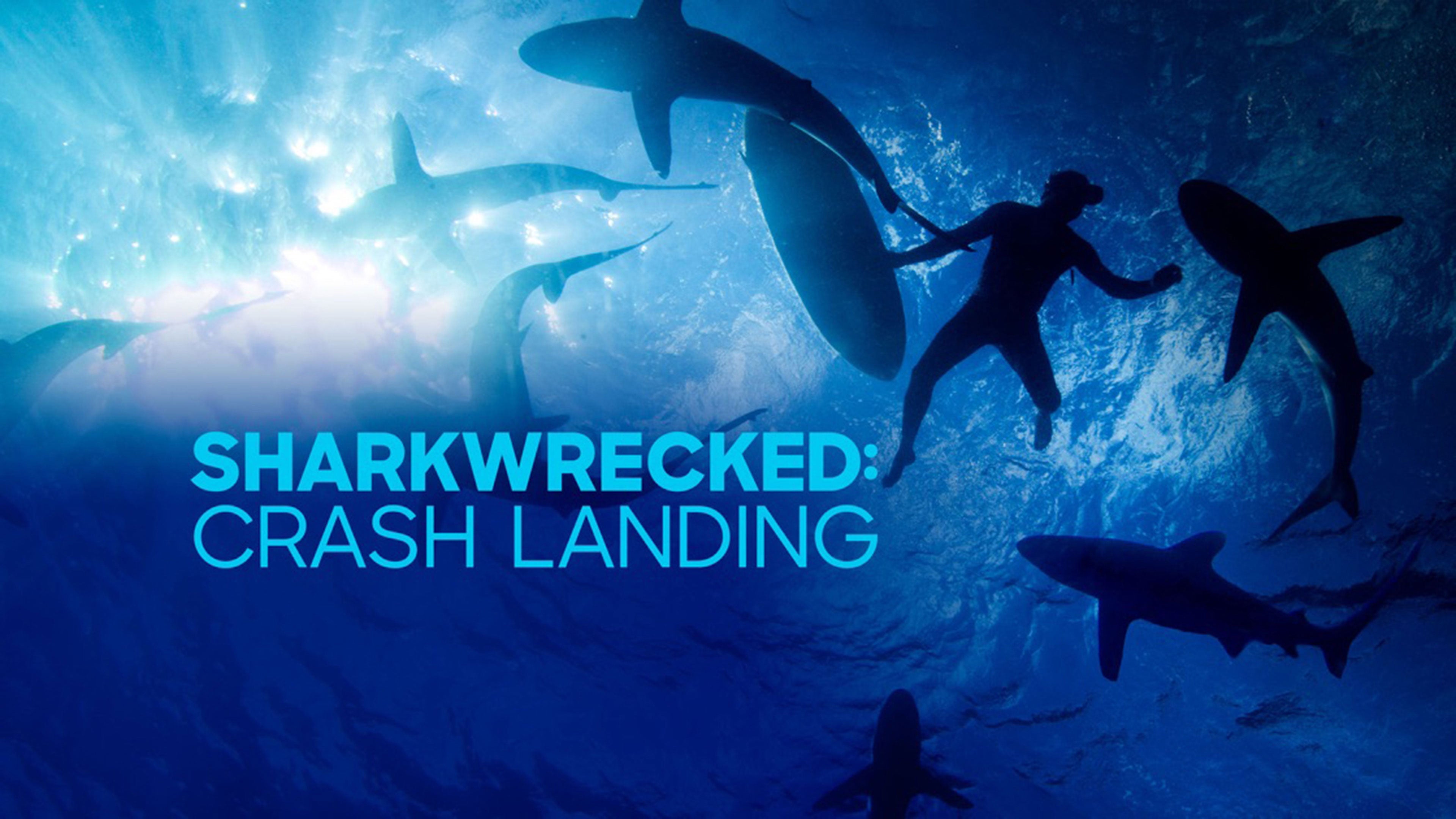 Sharkwrecked: Crash Landing