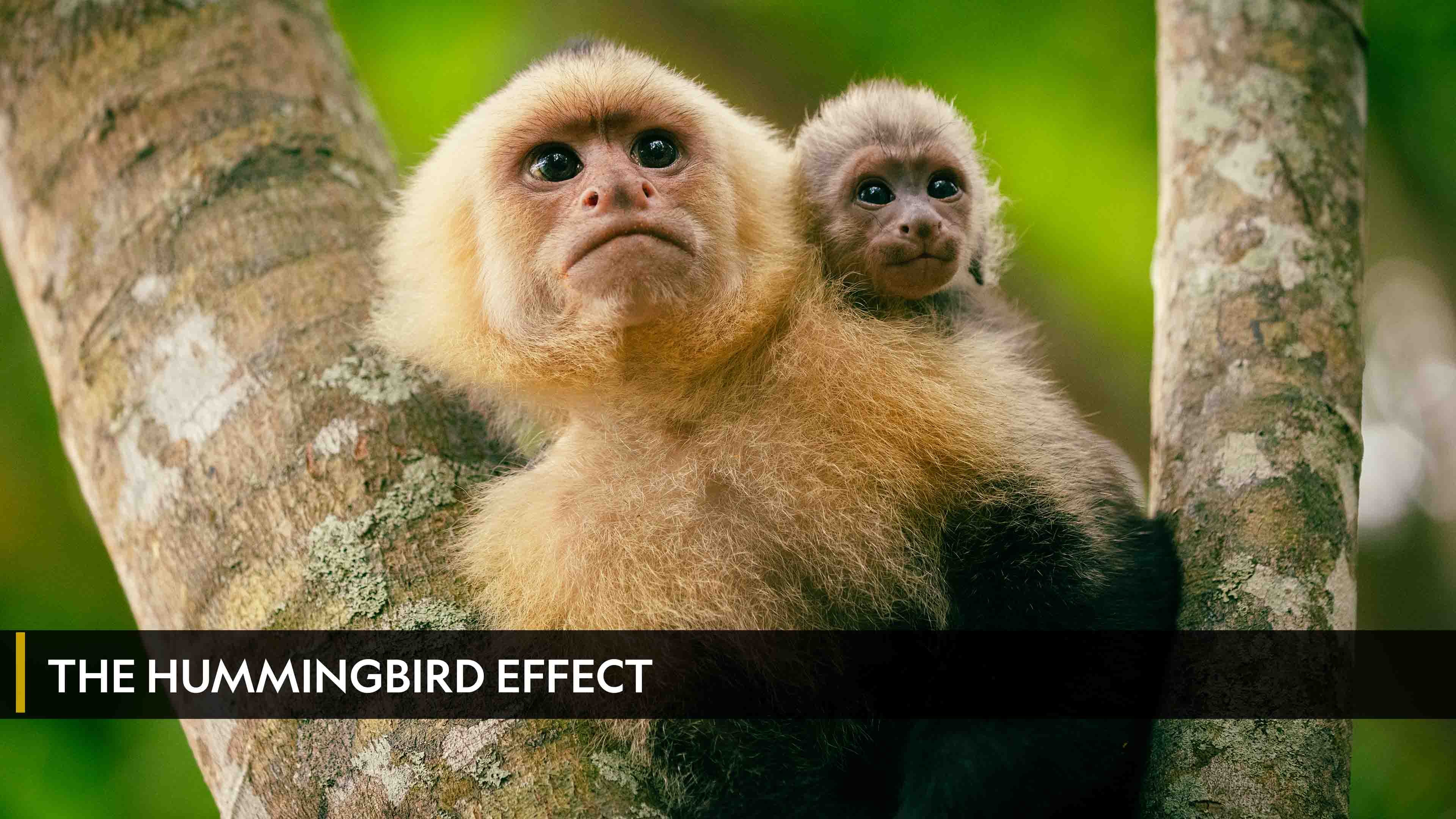 The Hummingbird Effect الموسم 1 الحلقة 1 The Hummingbird Effect