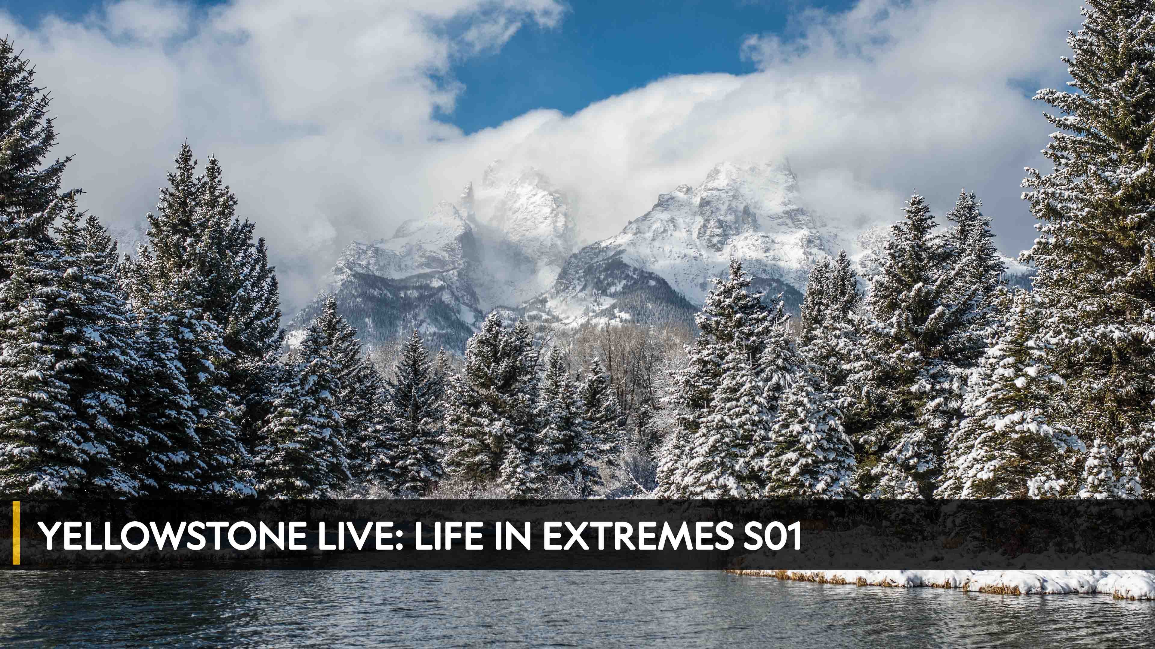 Yellowstone Live: Life In Extremes