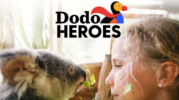Dodo Heroes