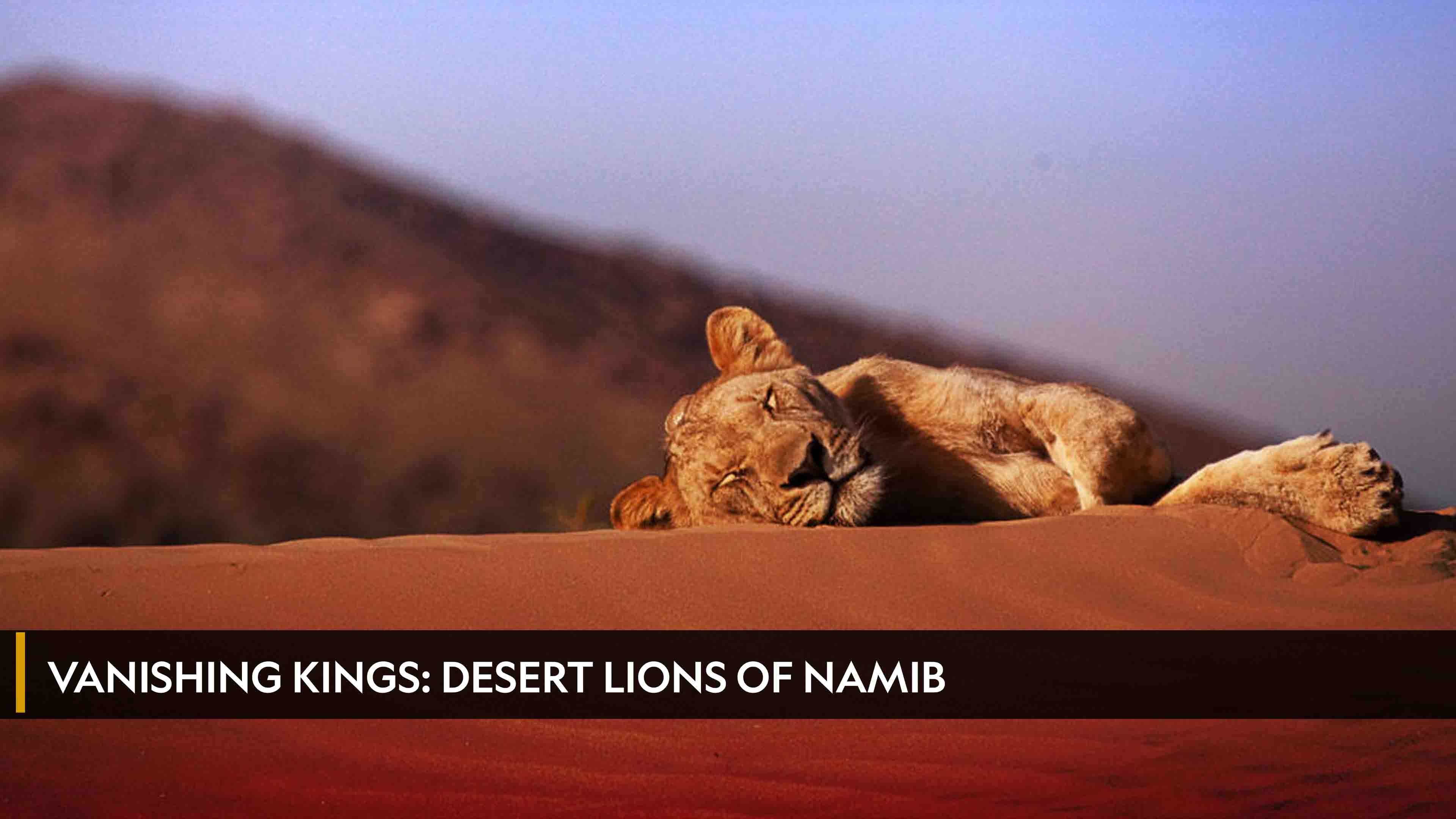 Vanishing Kings: Desert Lions of Namib