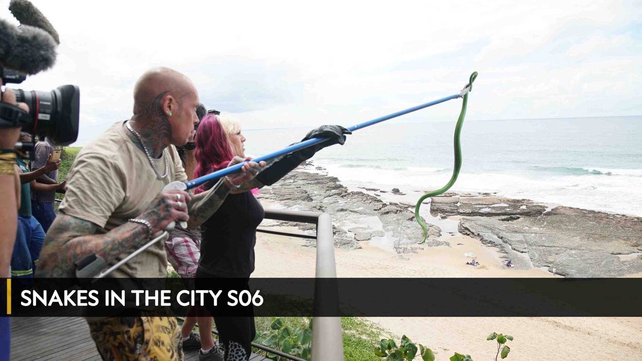 Watch Snakes In The City on TV | OSN Home Bahrain