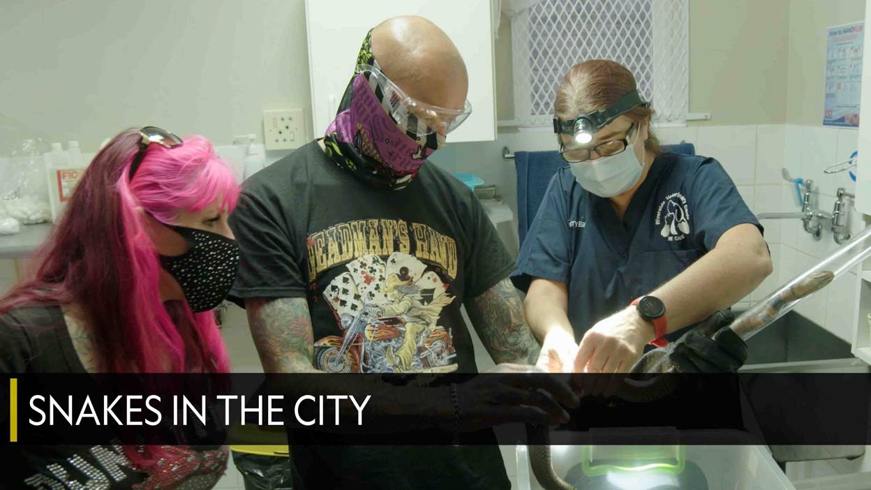 Watch Snakes in the City on TV | OSN Home Iraq