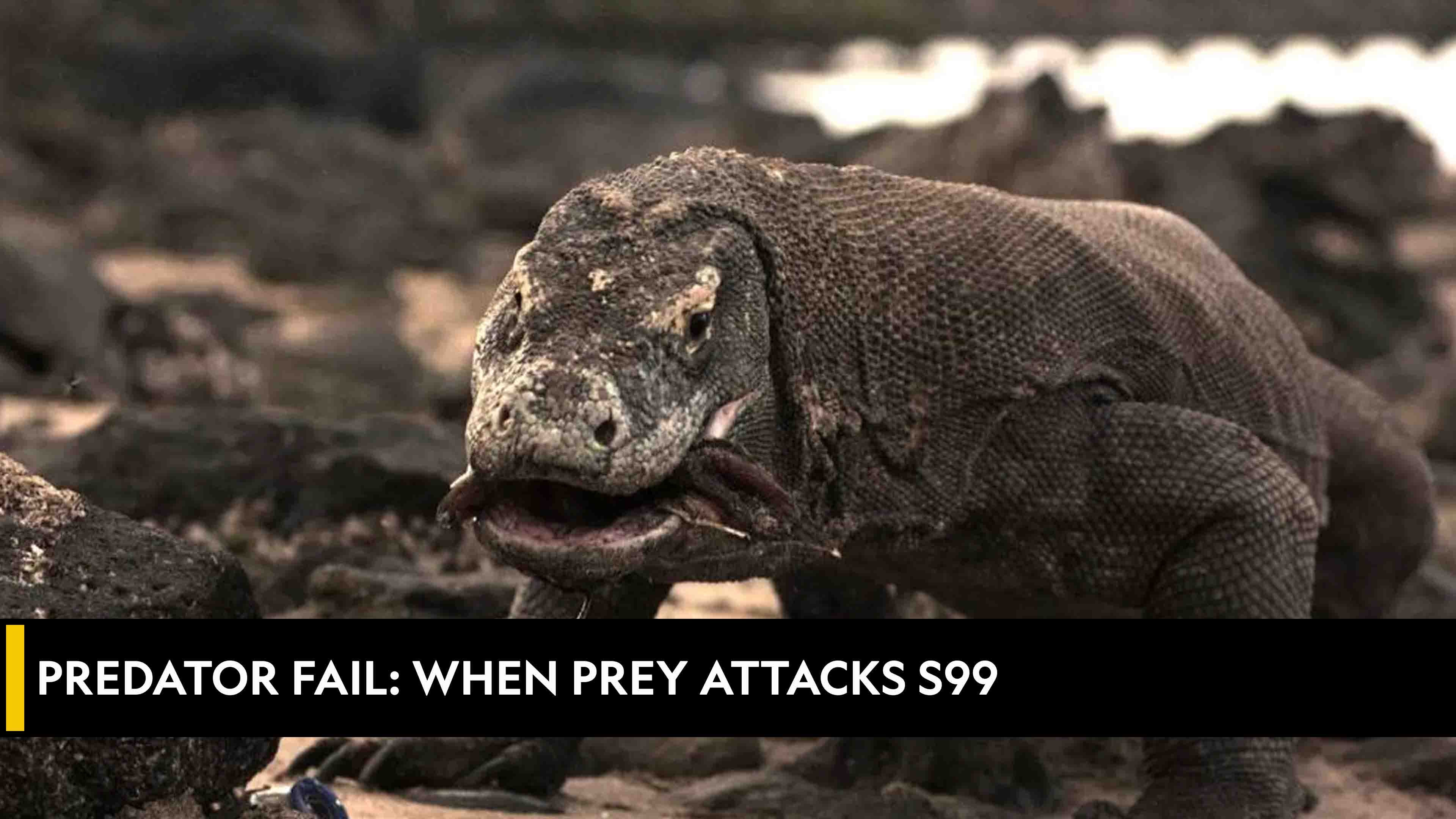 Predator Fail: When Prey Attacks
