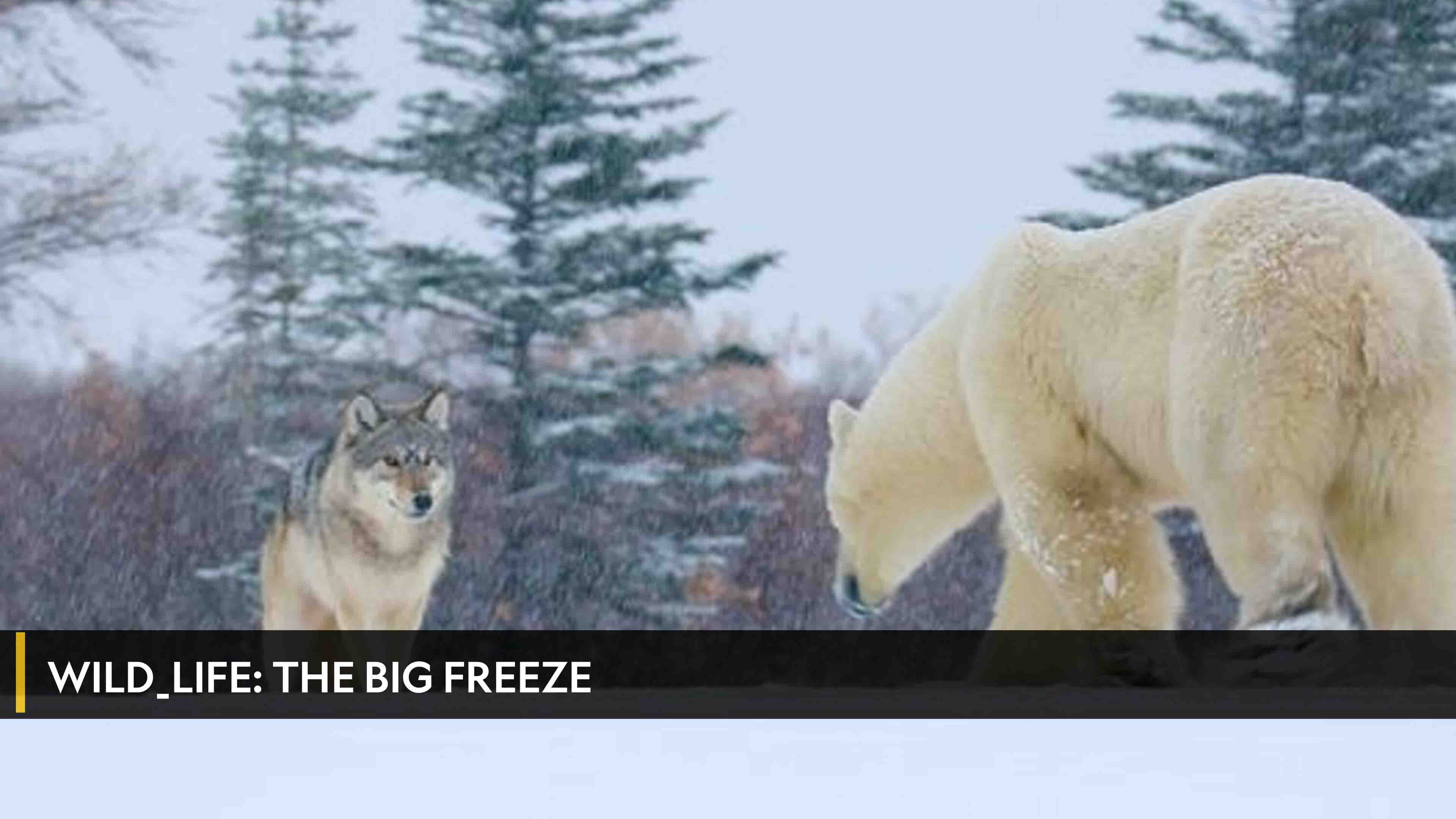 Wild_Life: The Big Freeze Season 1 Episode 1 Wild_Life: The Big Freeze