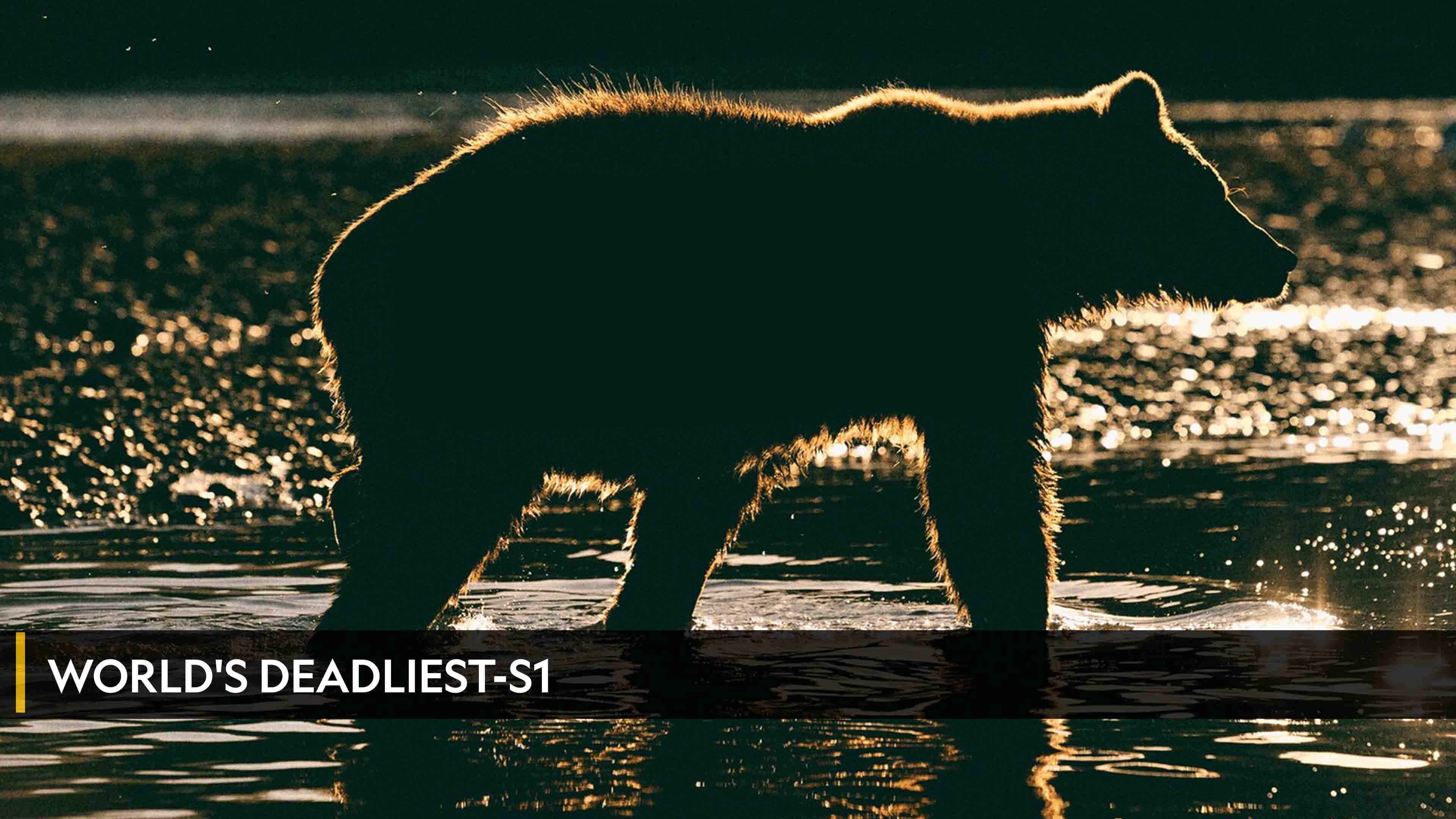 وردز ديدليست