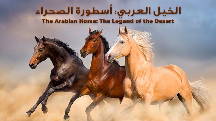 The Arabian Horse: The Legend of the Desert Season 1 Episode 1 Episode 1