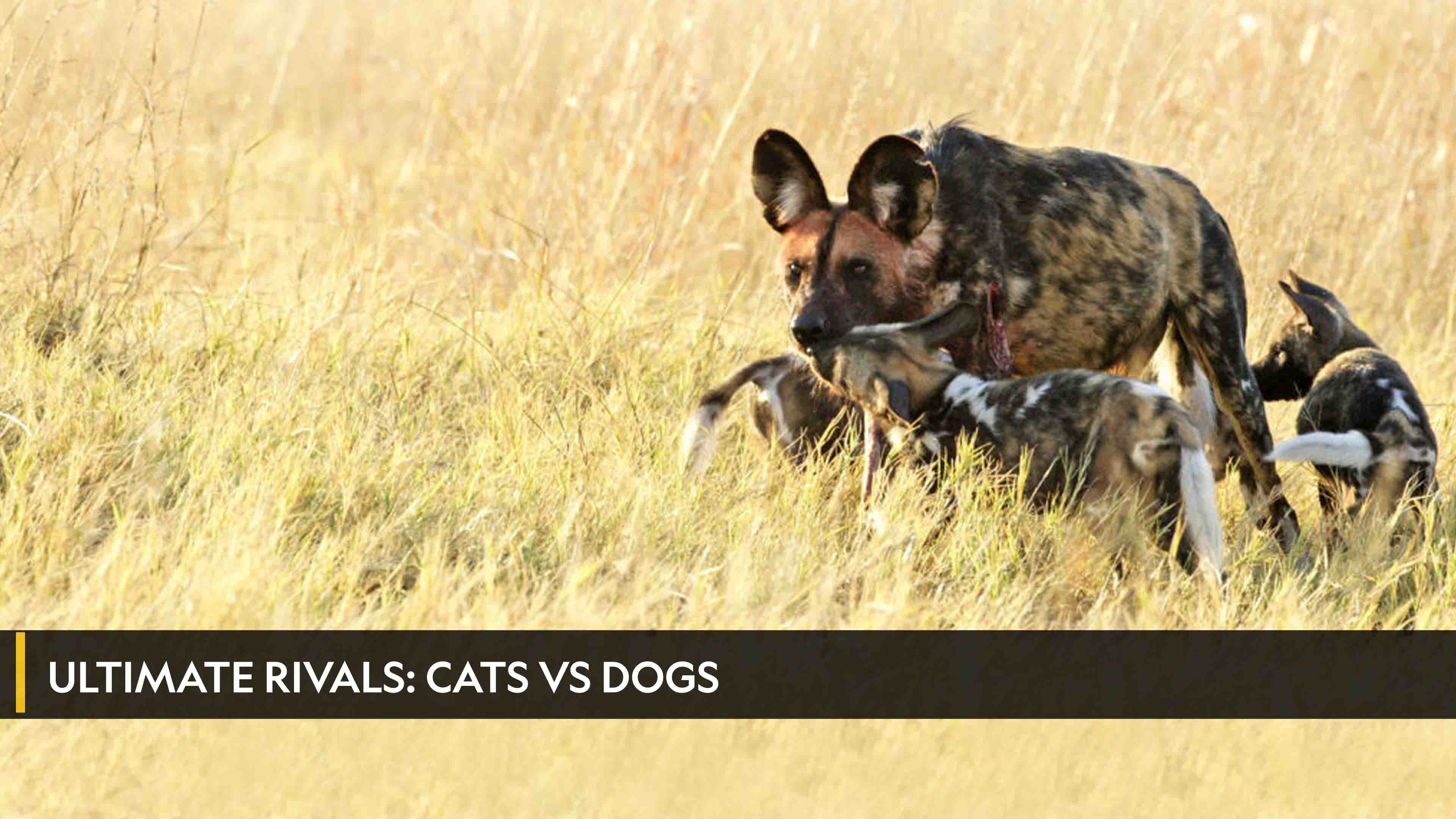 Ultimate Rivals: Cats vs Dogs