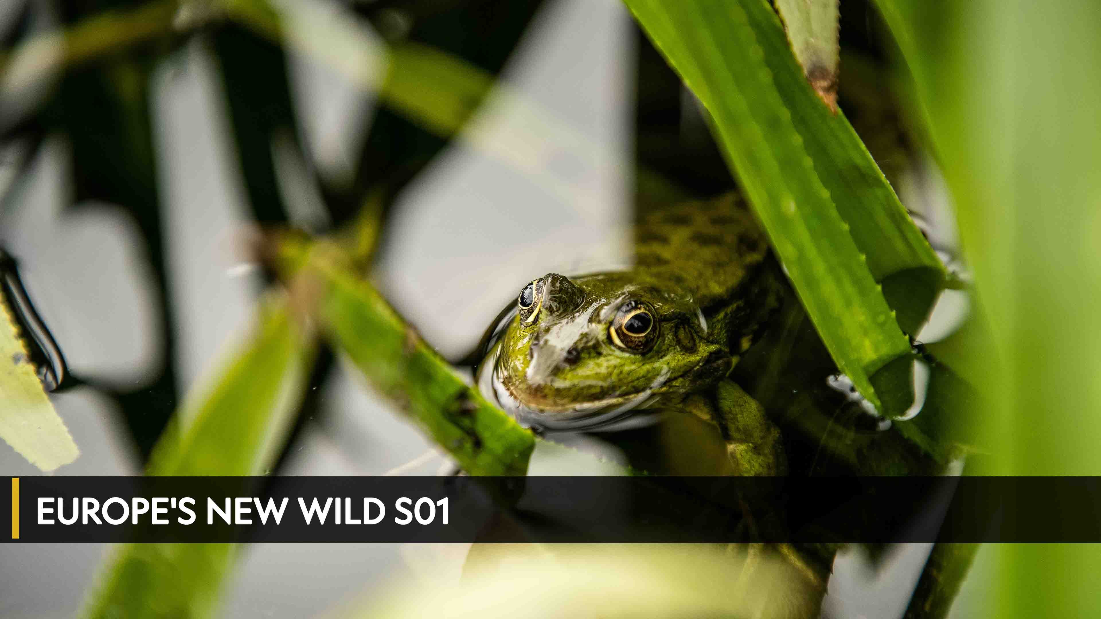 Europe's New Wild Season 1 Episode 1 Return Of The Titans