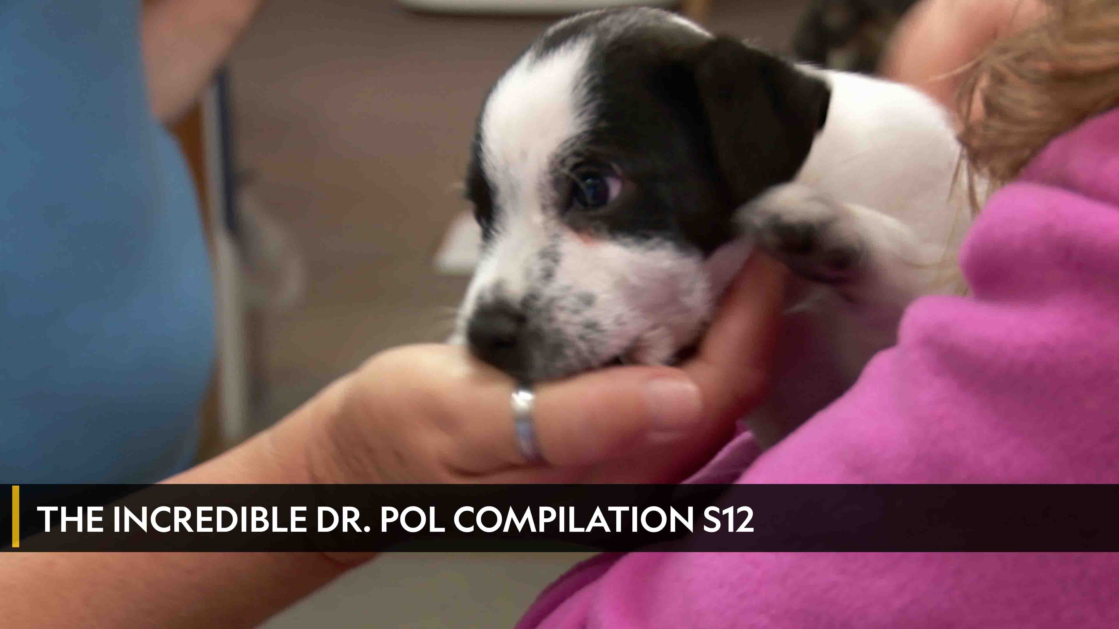 The Incredible Dr. Pol Compilation الموسم 12 الحلقة 1 Pup, Pup, and Away!