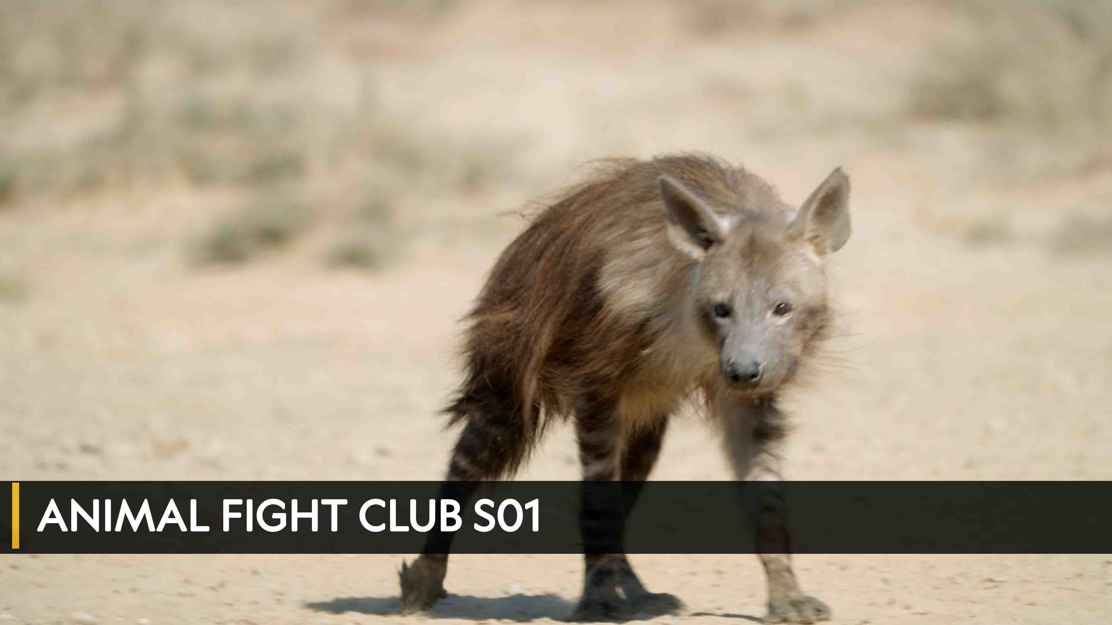 أنيمال فايت كلوب الموسم 1 الحلقة 1 Savanna Smackdown