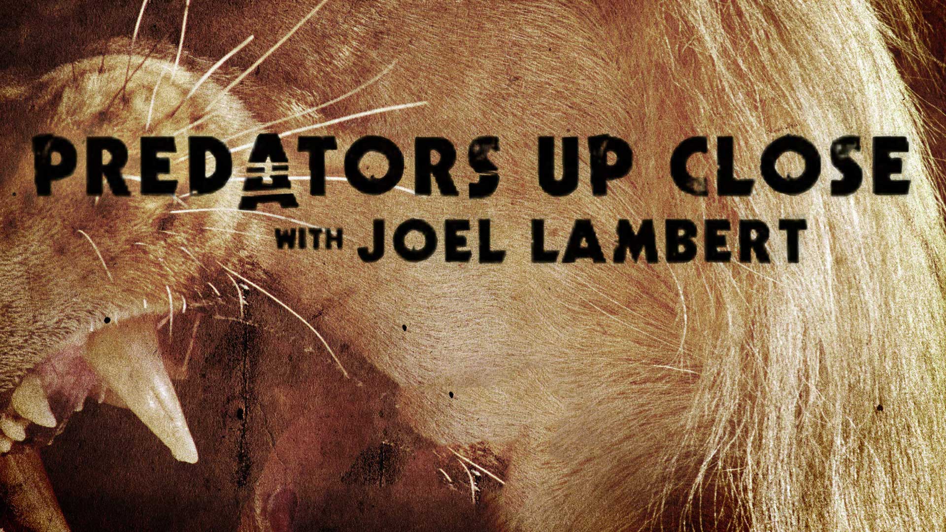 بريداتور أب كلوس وذ جويل لامبرت الموسم 1 الحلقة 1 أسود