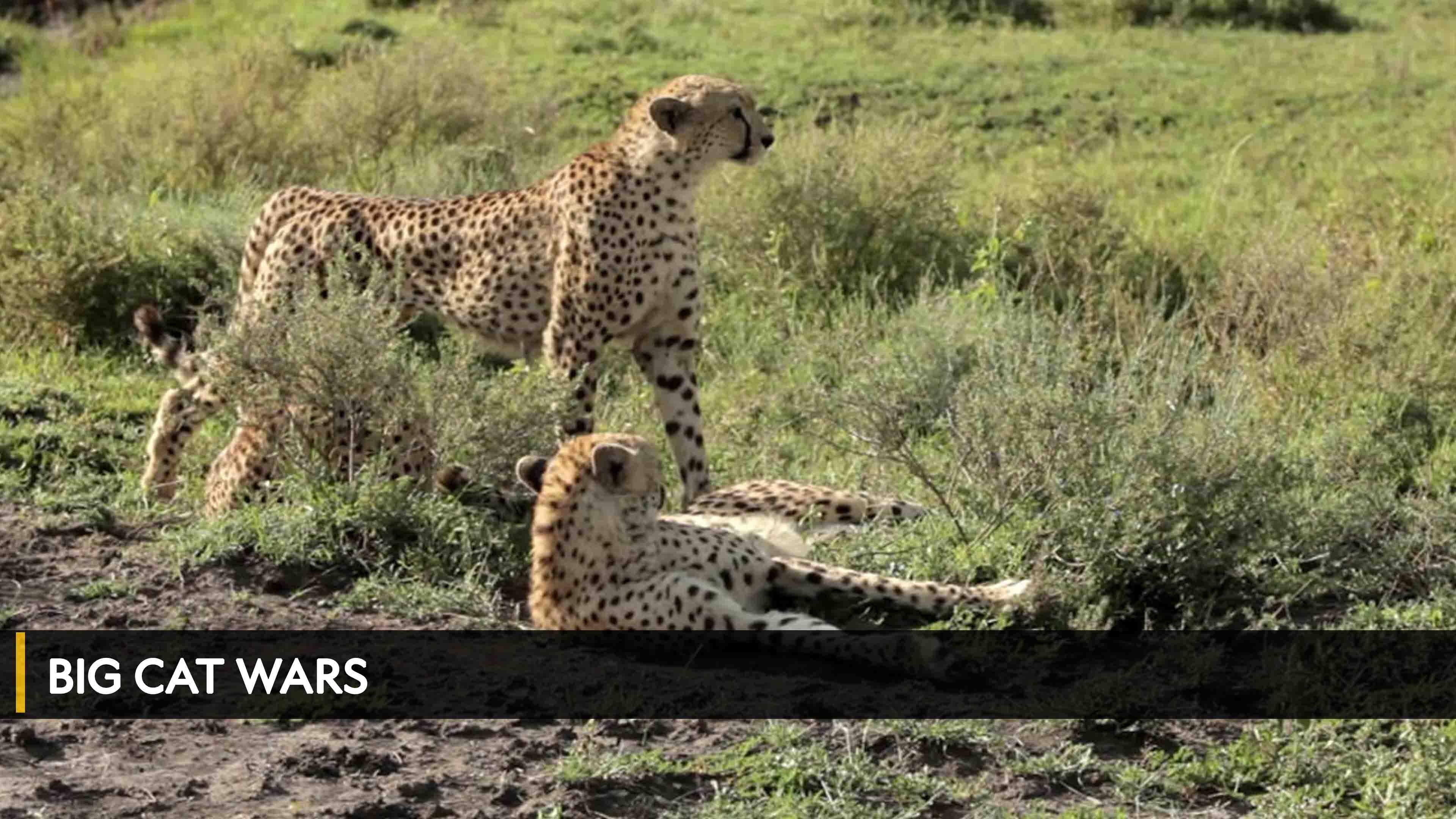 Big Cat Wars