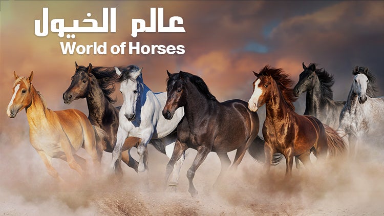 World of Horses Season 1 Episode 3 Episode 3