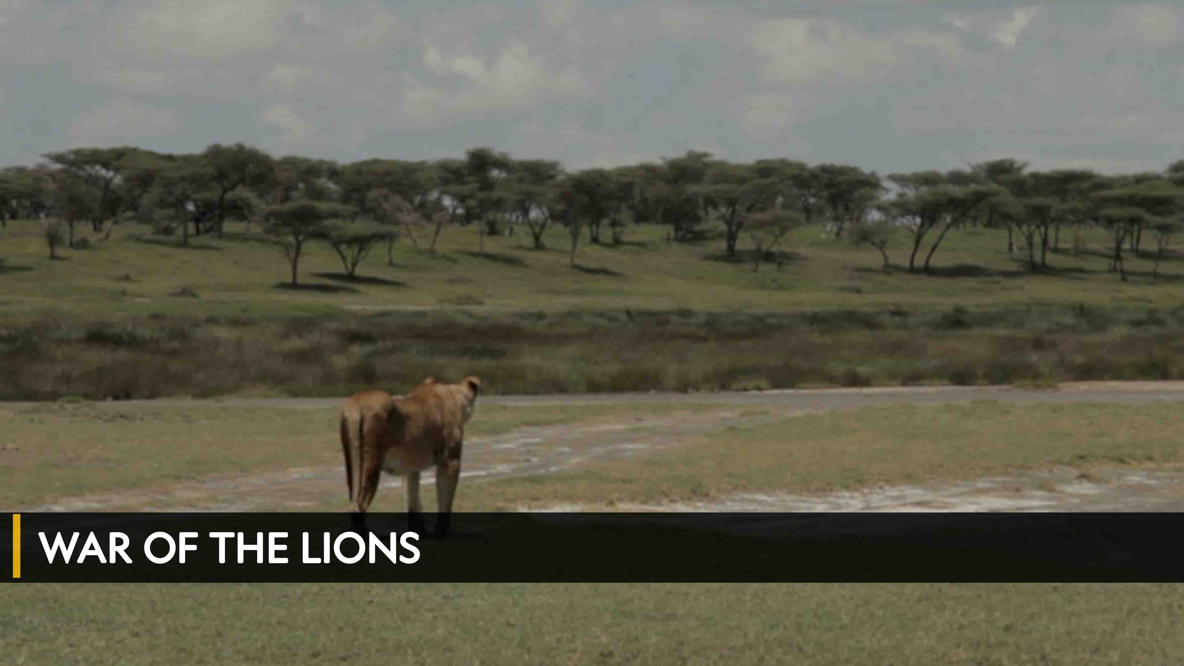 Watch War Of The Lions on TV OSN Home Saudi Arabia