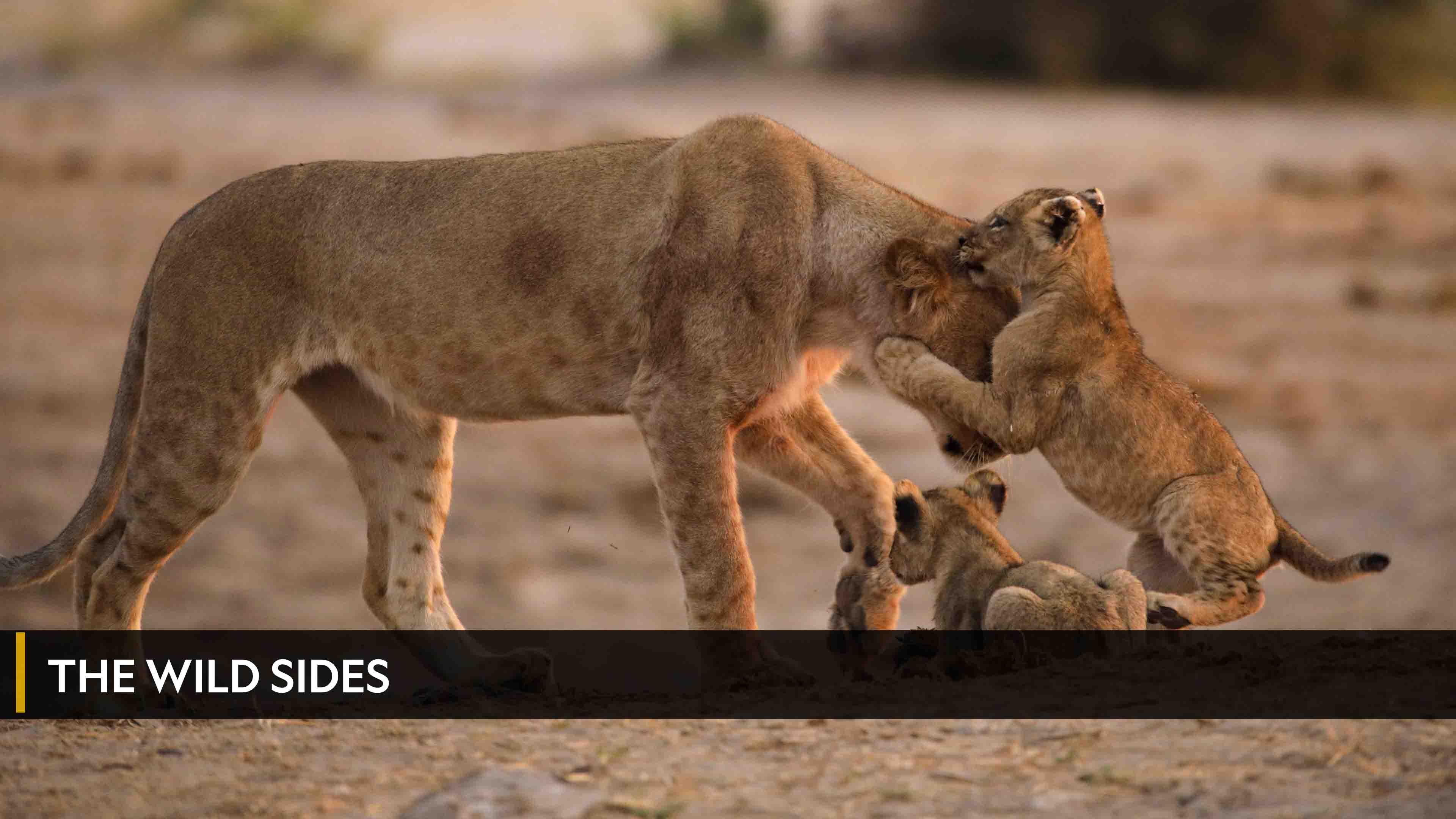 ذا وايلد سايدس