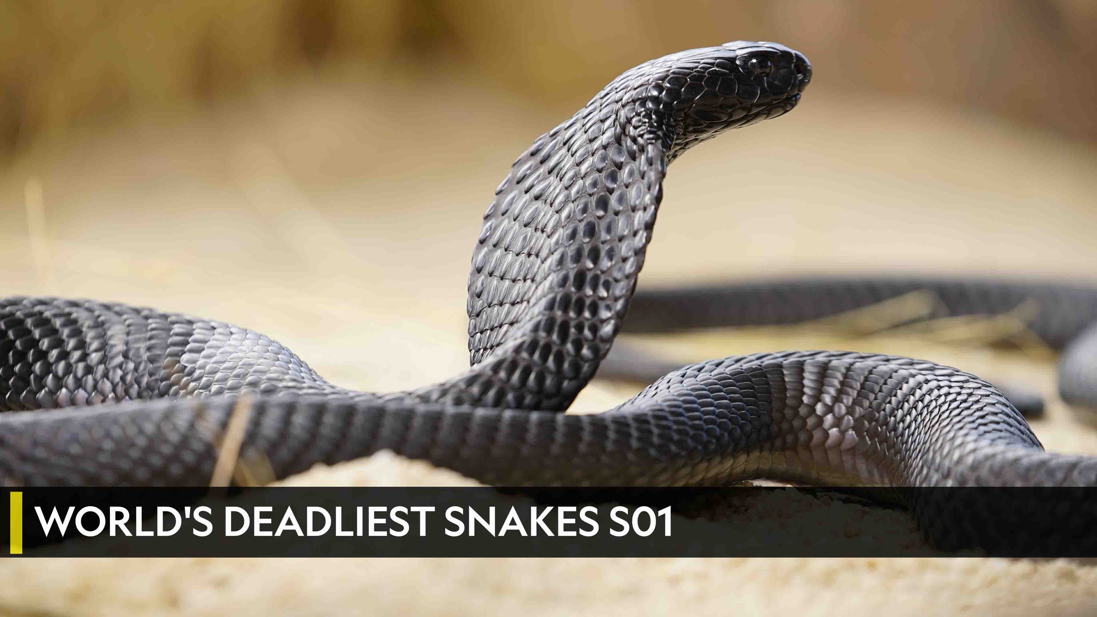 World's Deadliest Snakes Season 1 Episode 1 Indo-Pacific