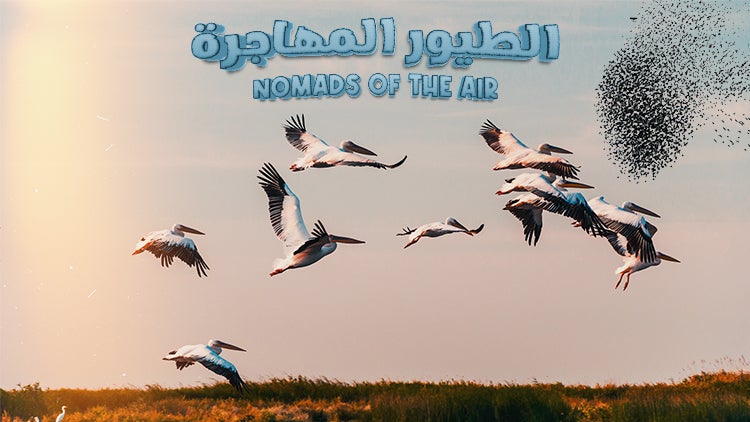 الطيور المهاجرة الموسم 1 الحلقة 2 الحلقة الثانية