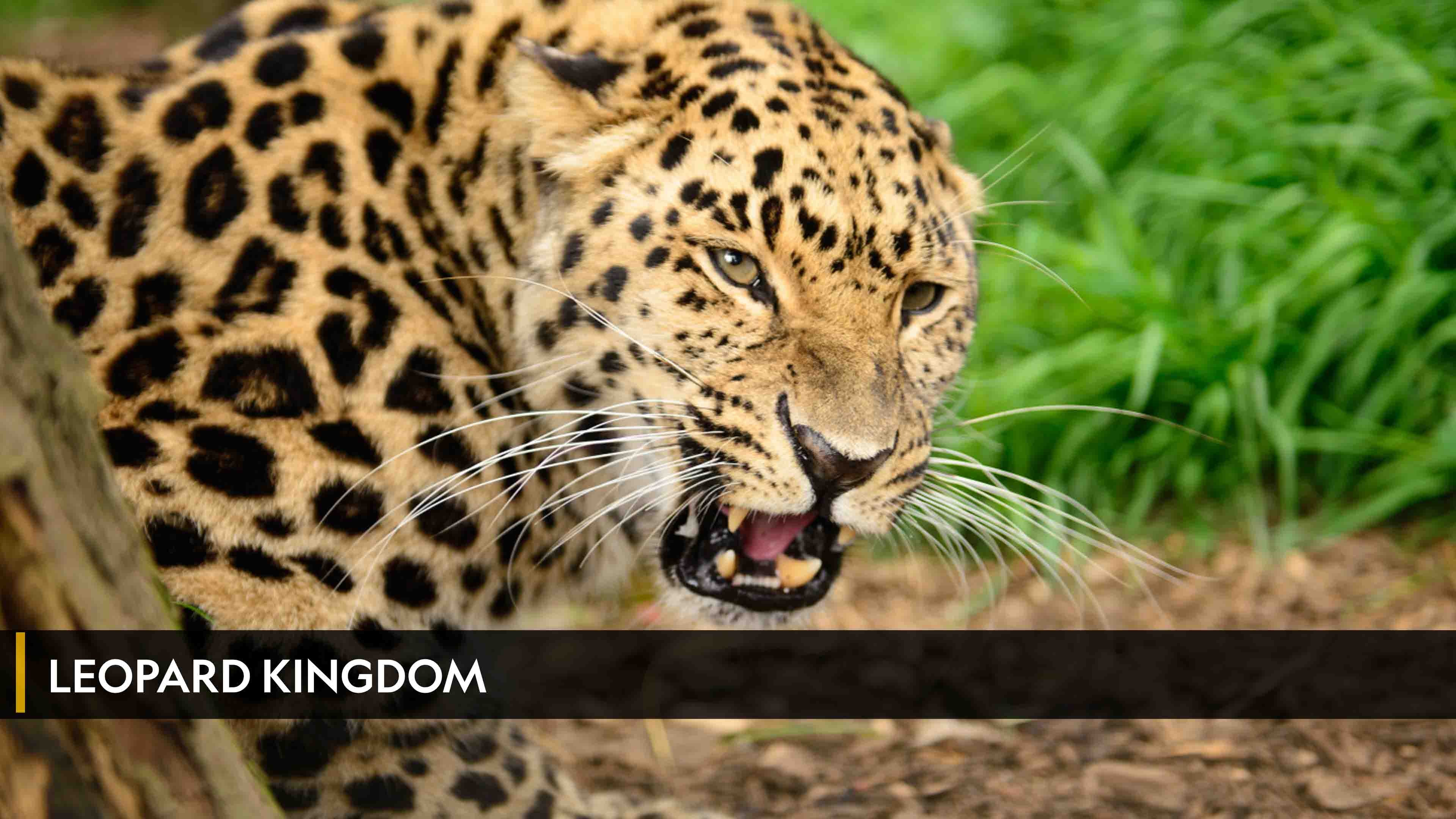 Leopard Kingdom