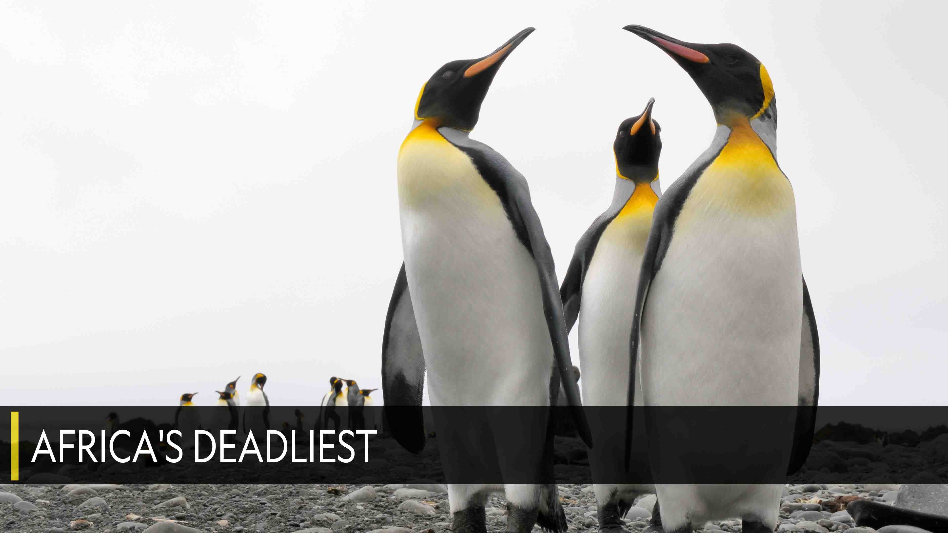 Africa's Deadliest 4