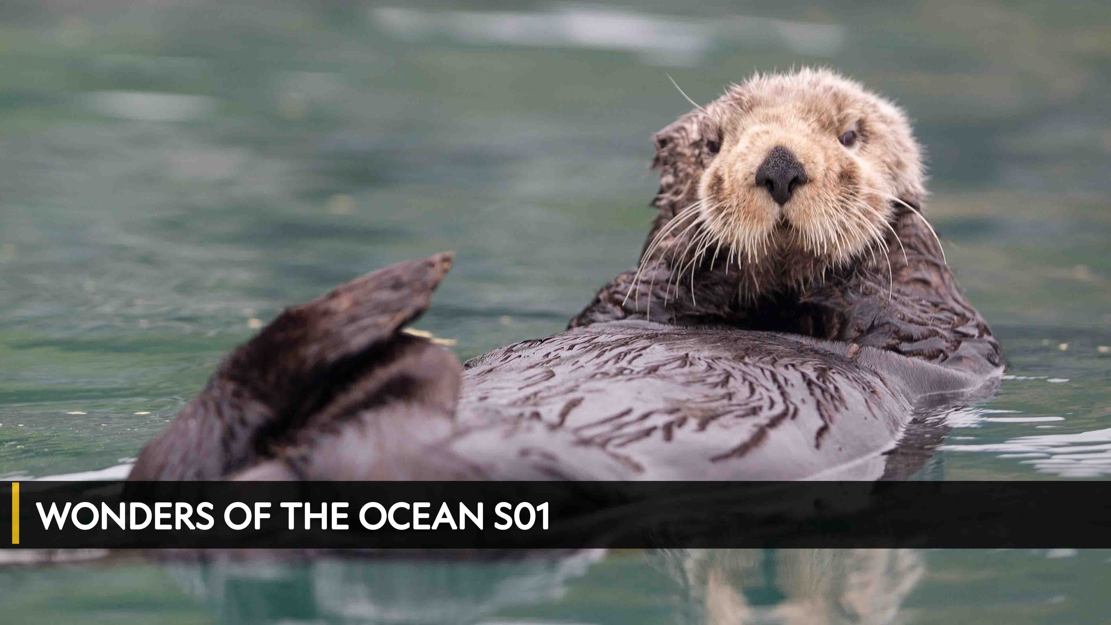 Wonders of The Ocean