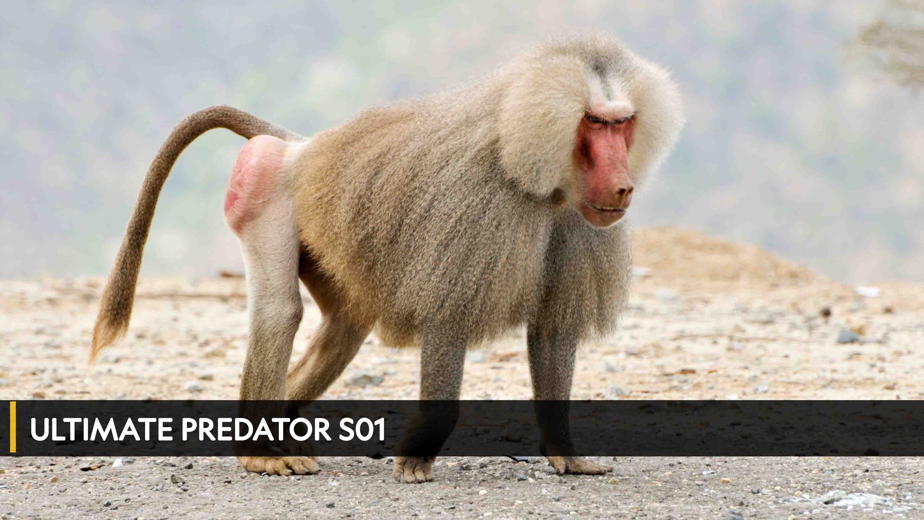 Ultimate Predator