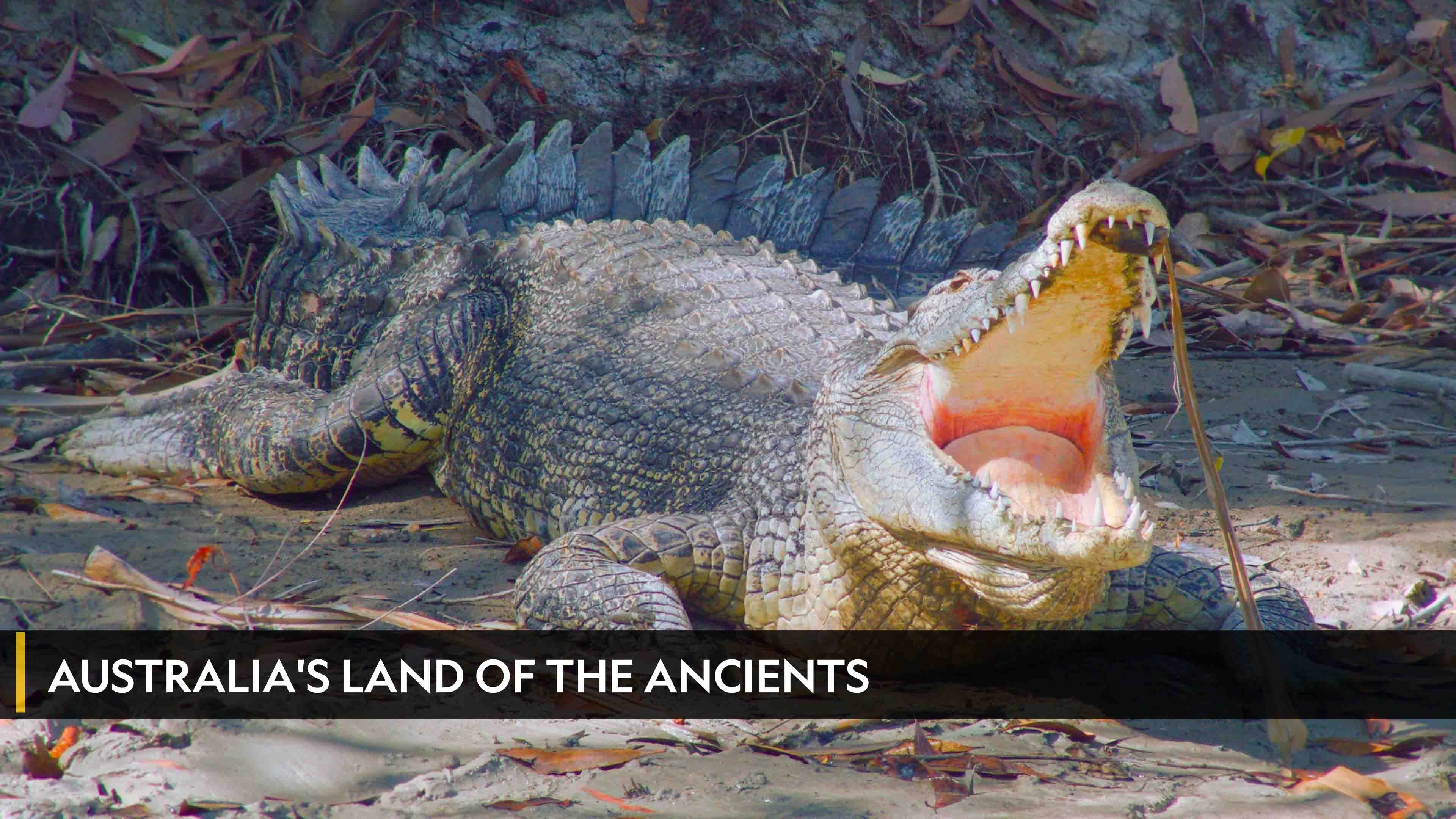 Australia's Land of the Ancients الموسم 1 الحلقة 1 Australia's Land Of The Ancients