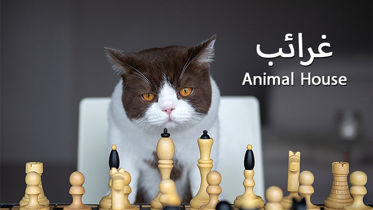 غرائب الموسم 1 الحلقة 6 الحلقة السادسة