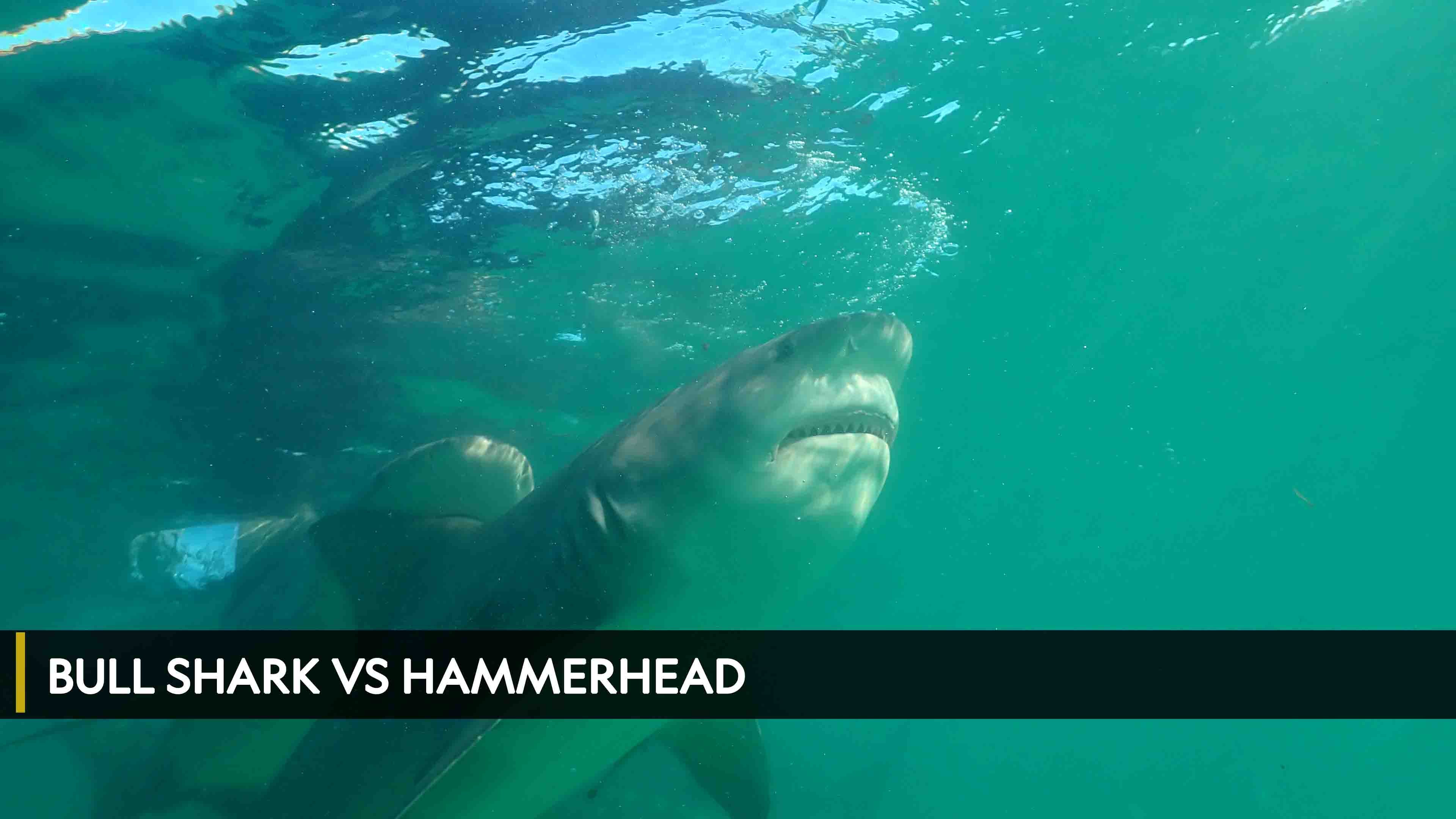 بول شارك ضد. هاميرهيد