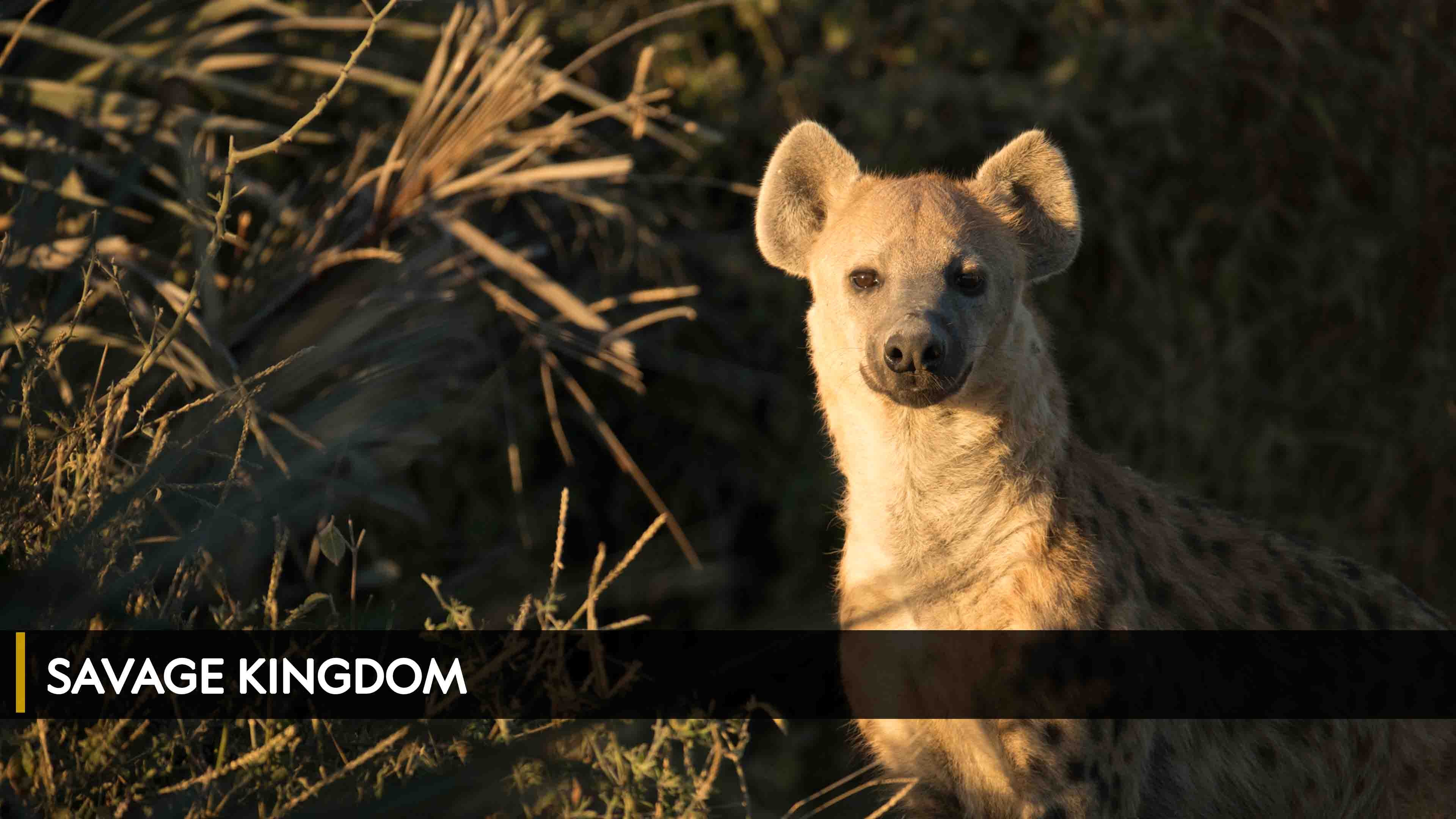 Savage Kingdom Season 1 Episode 1 Leopard Rock