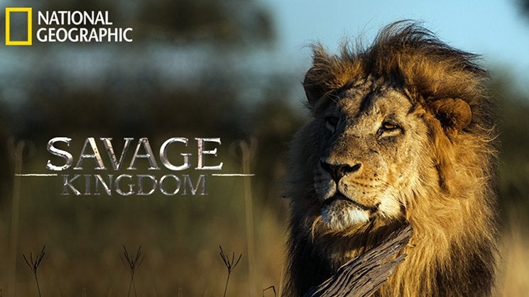 Watch Savage Kingdom on TV OSN Home UAE