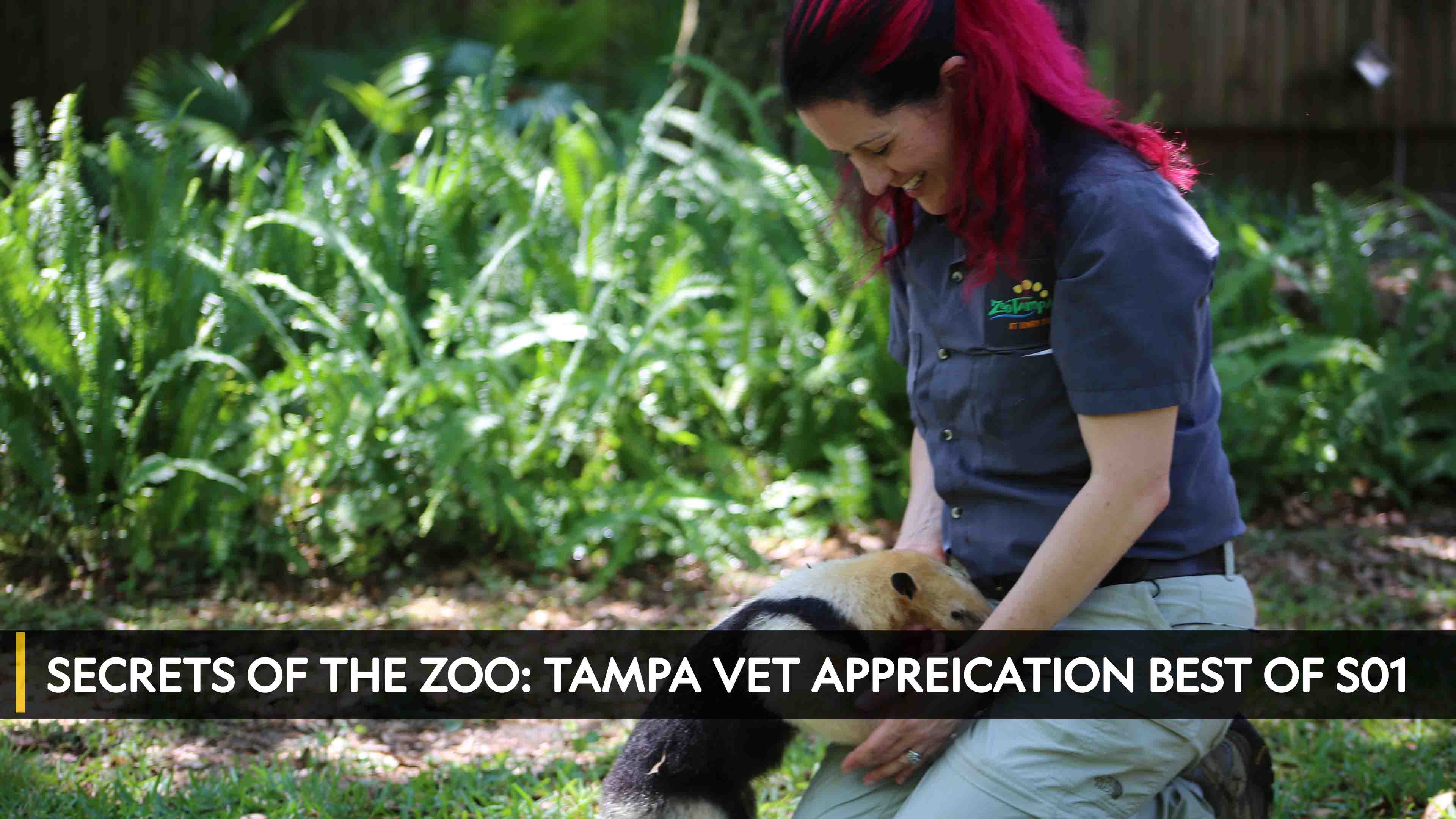Secrets of the Zoo: Tampa Vet Appreication
