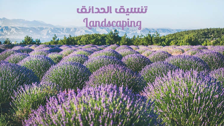 تنسيق الحدائق الموسم 1 الحلقة 19 الحلقة التاسعة عشر