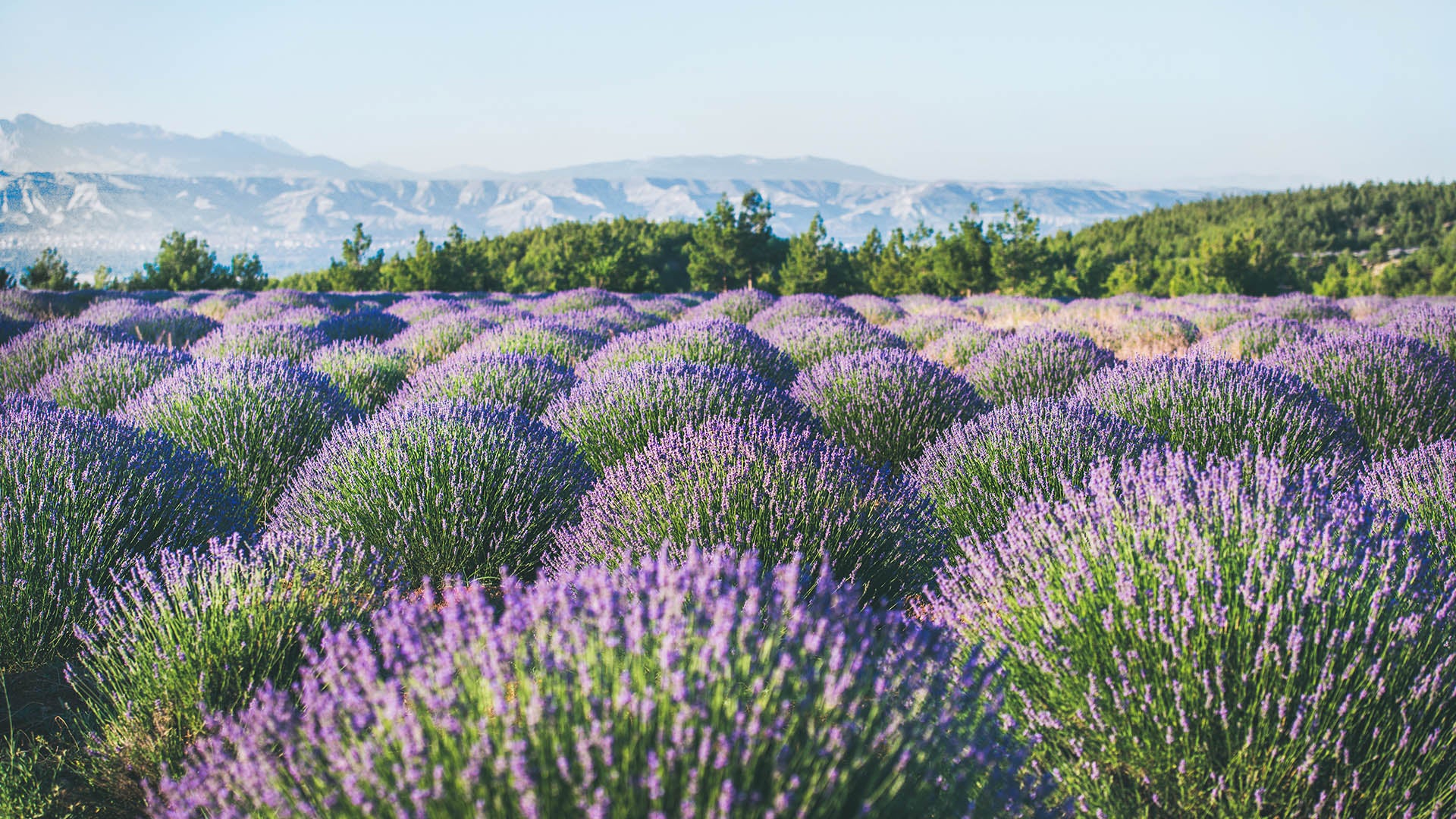 تنسيق الحدائق الموسم 1 الحلقة 10 الحلقة العاشرة