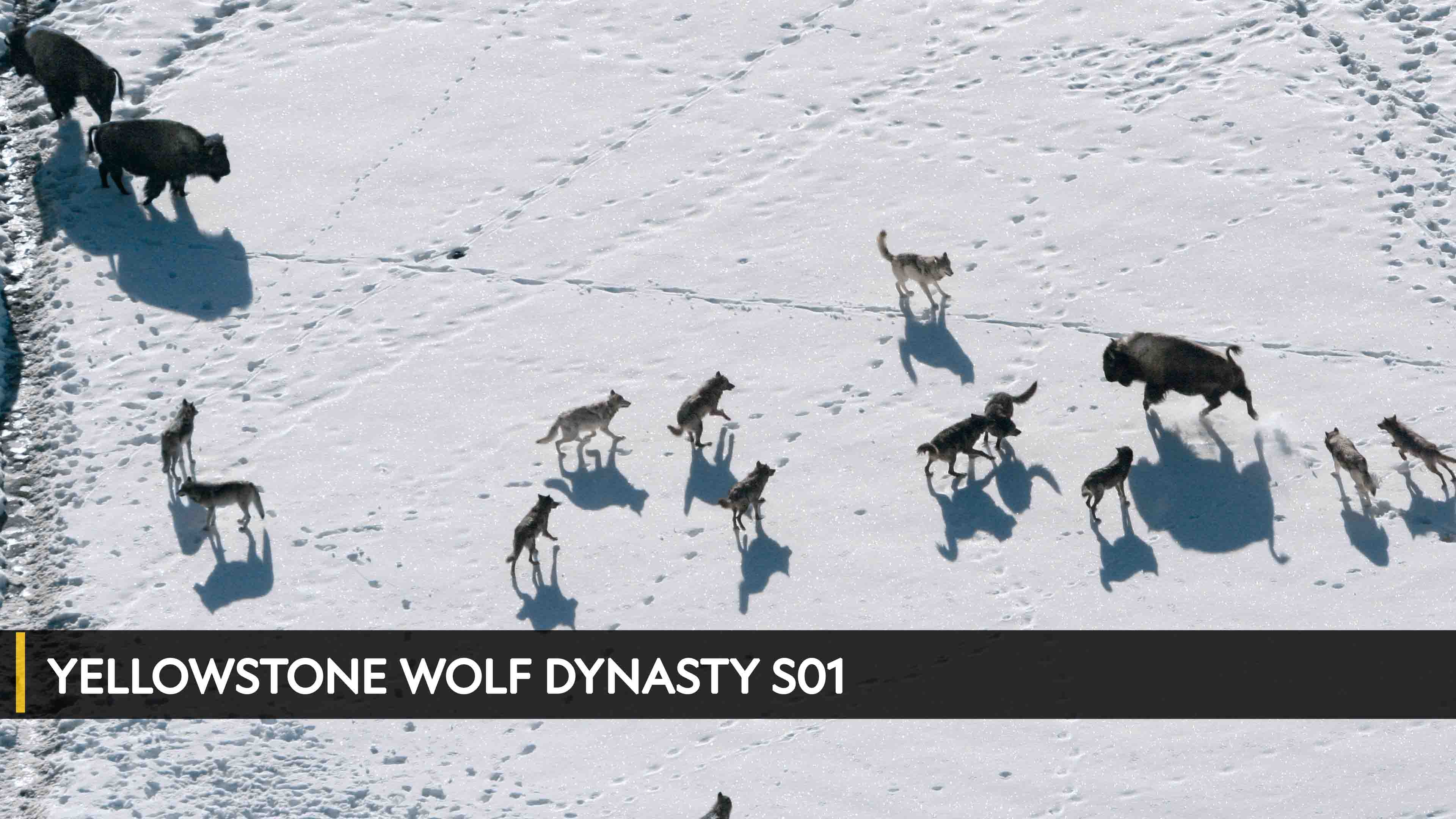 Yellowstone Wolf Dynasty 1